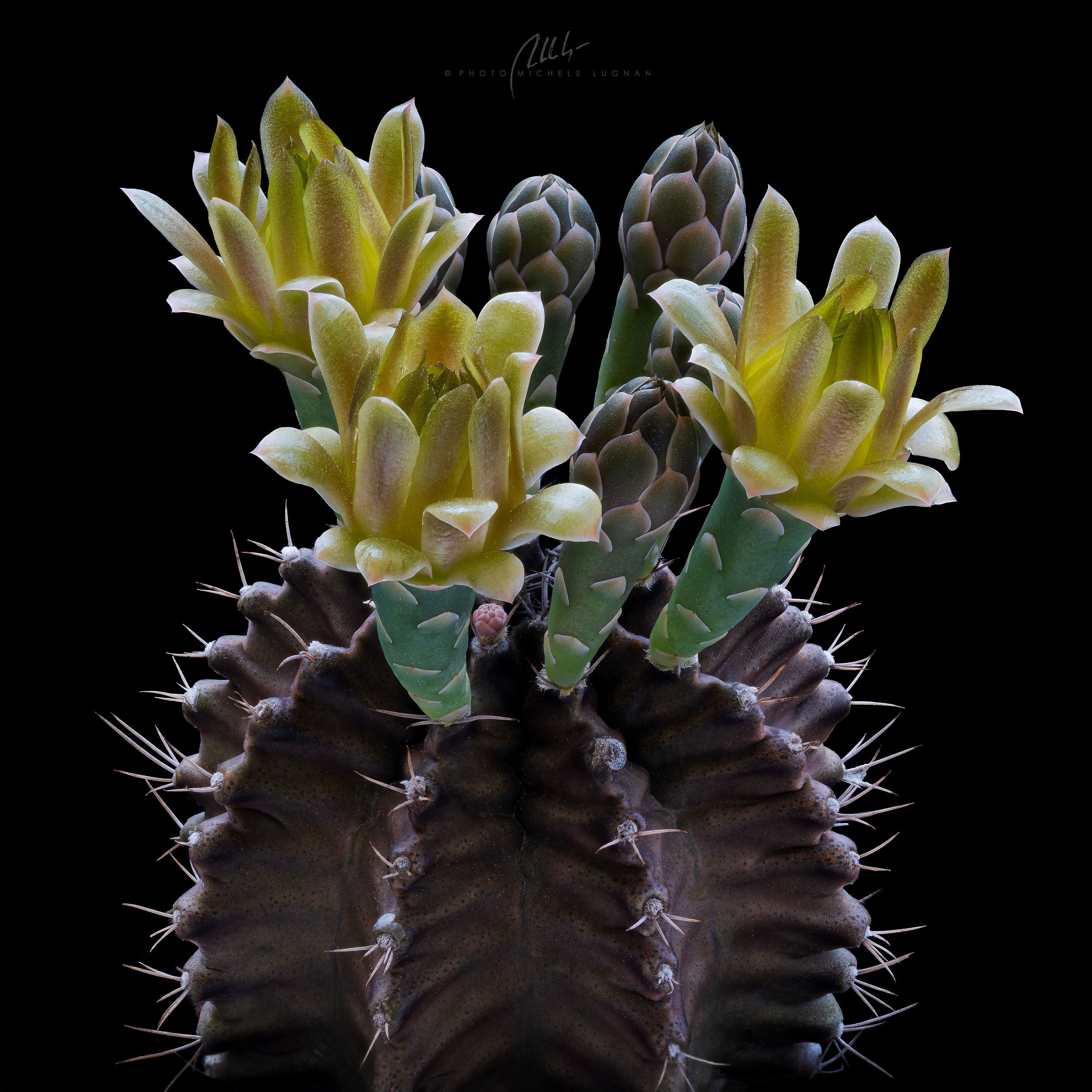 fioreverde