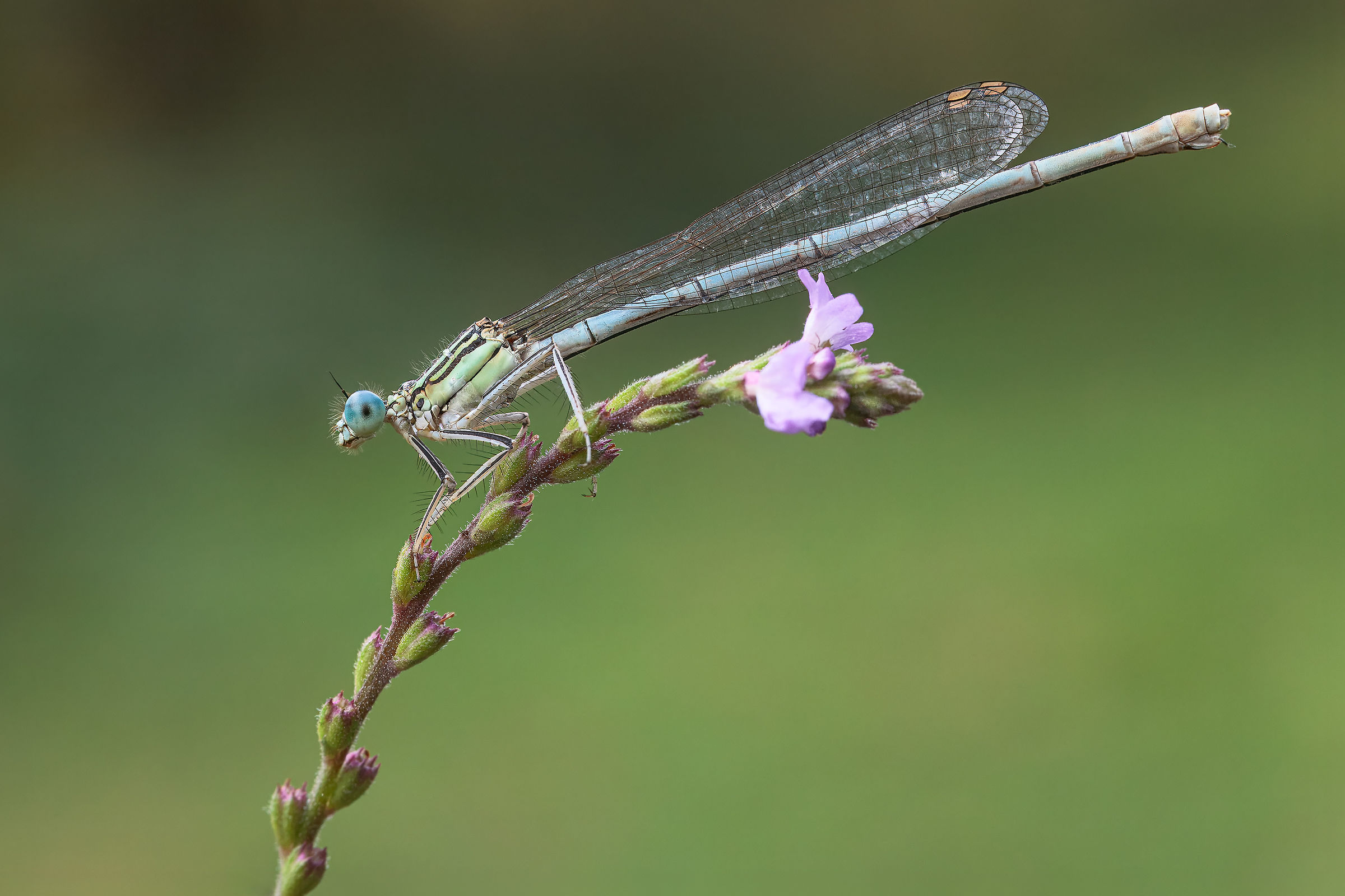 Platycnemis pennipes