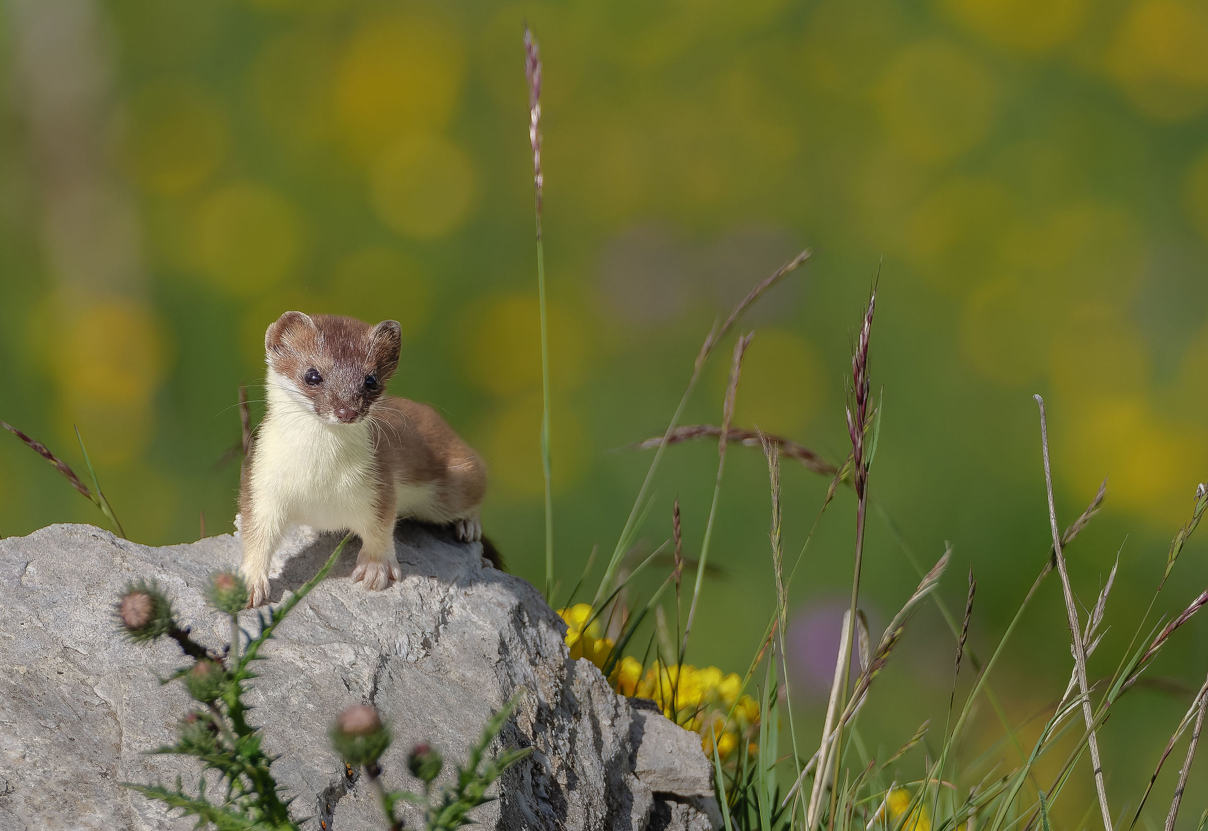 Ermine.
