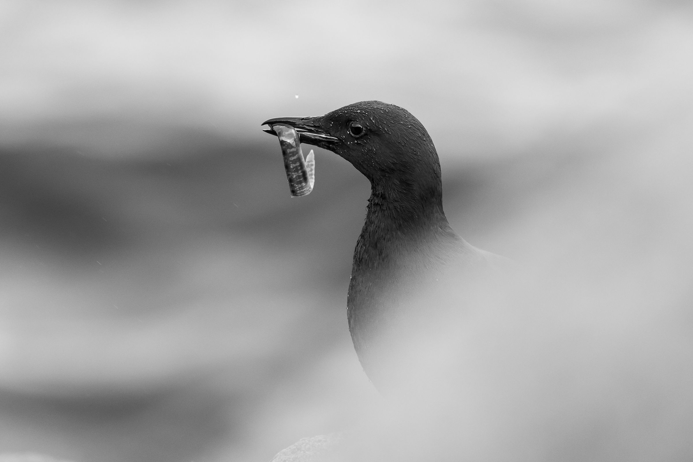 Uria Black&White