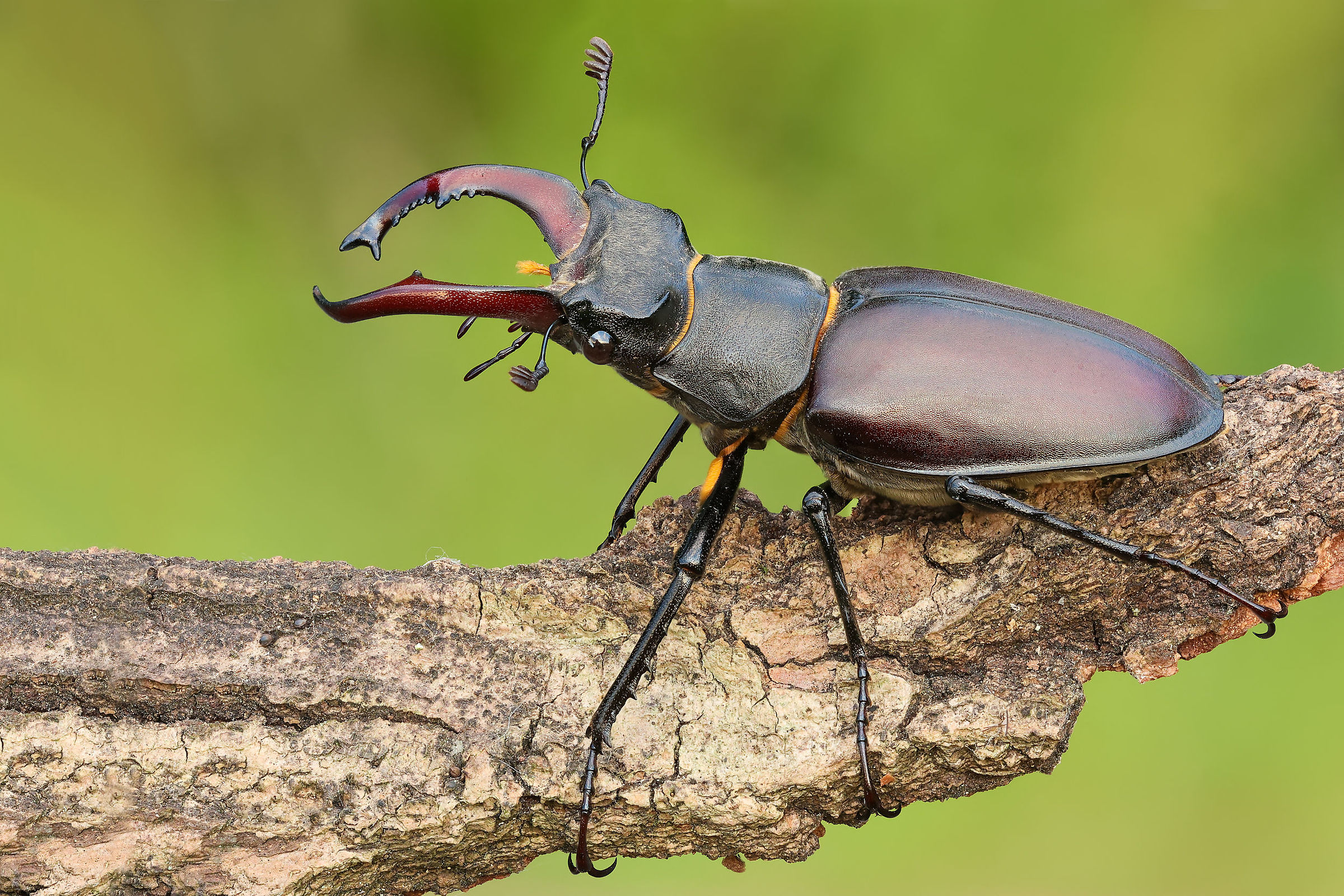 Lucanus cervus, male