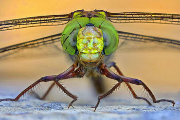 FocusStacking