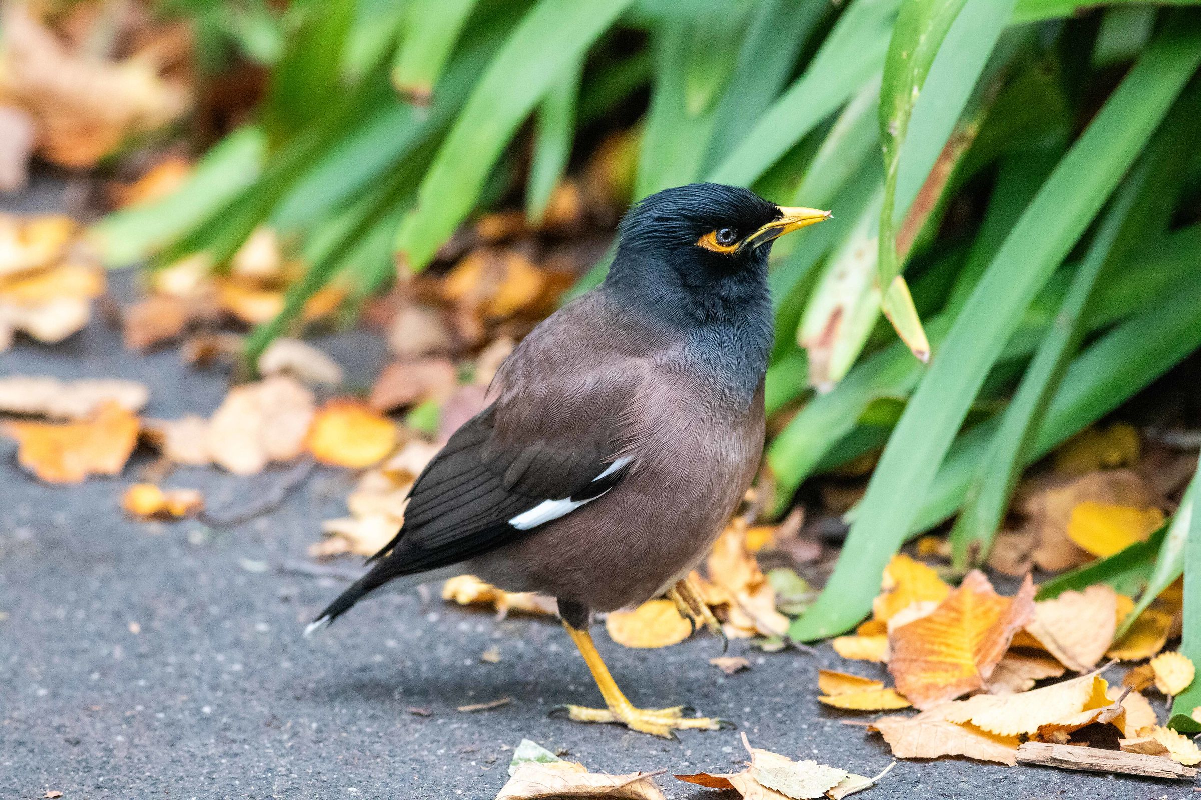 The sad starling