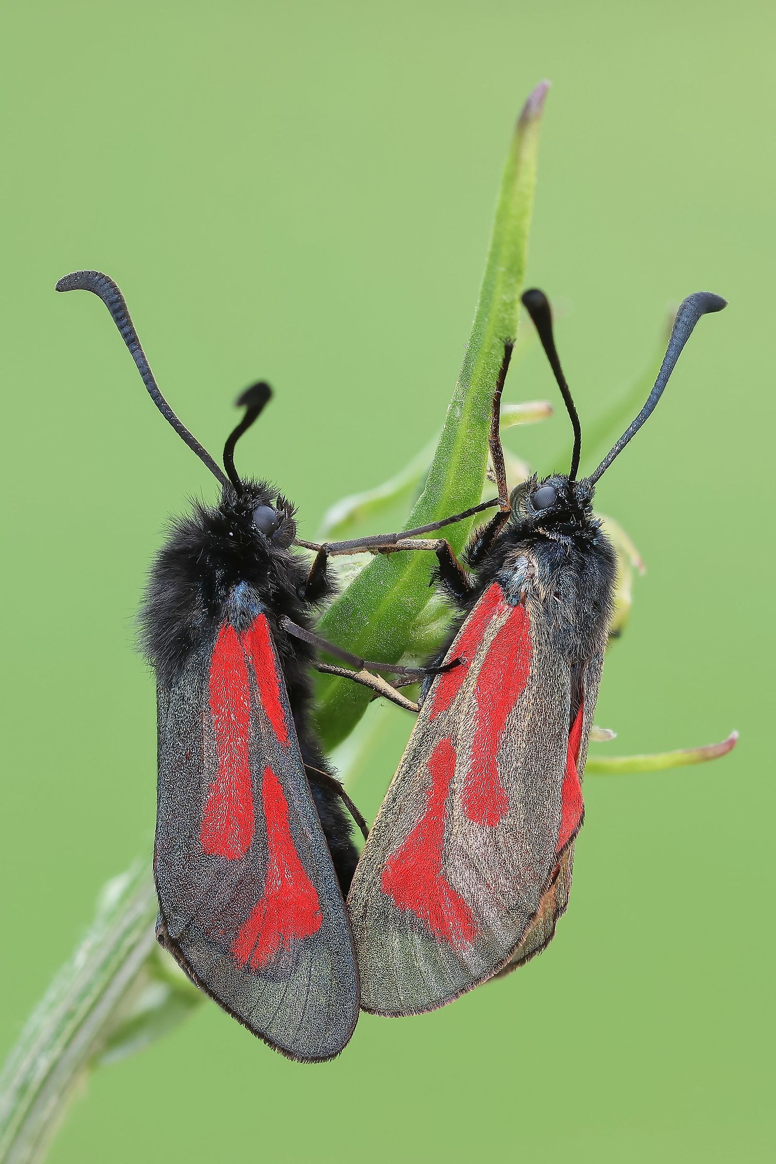 Zygaena purpuralis