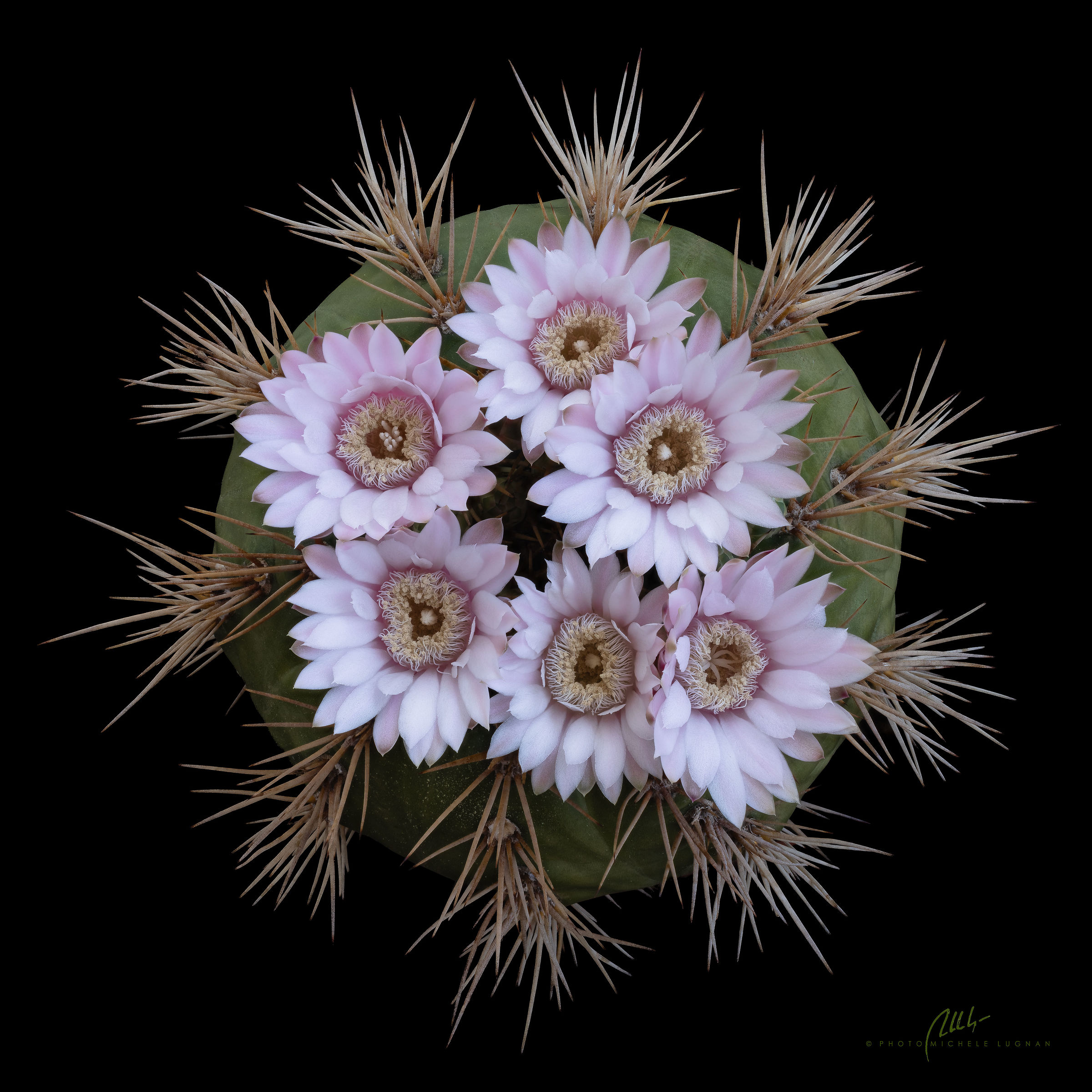 rosa candido