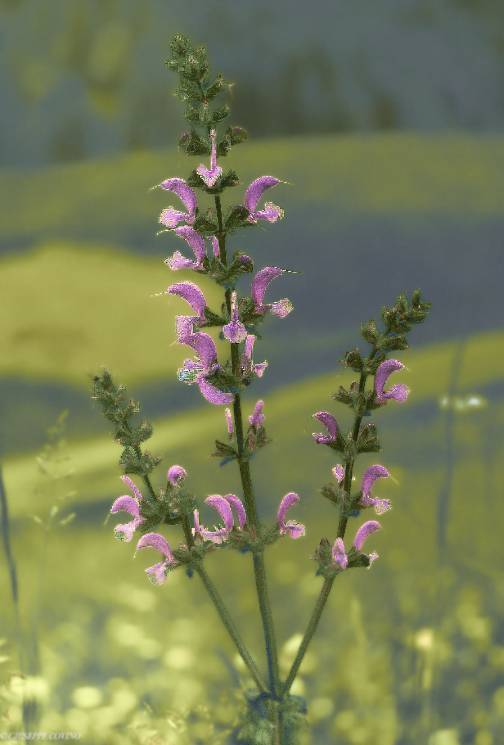 Found in the mountains