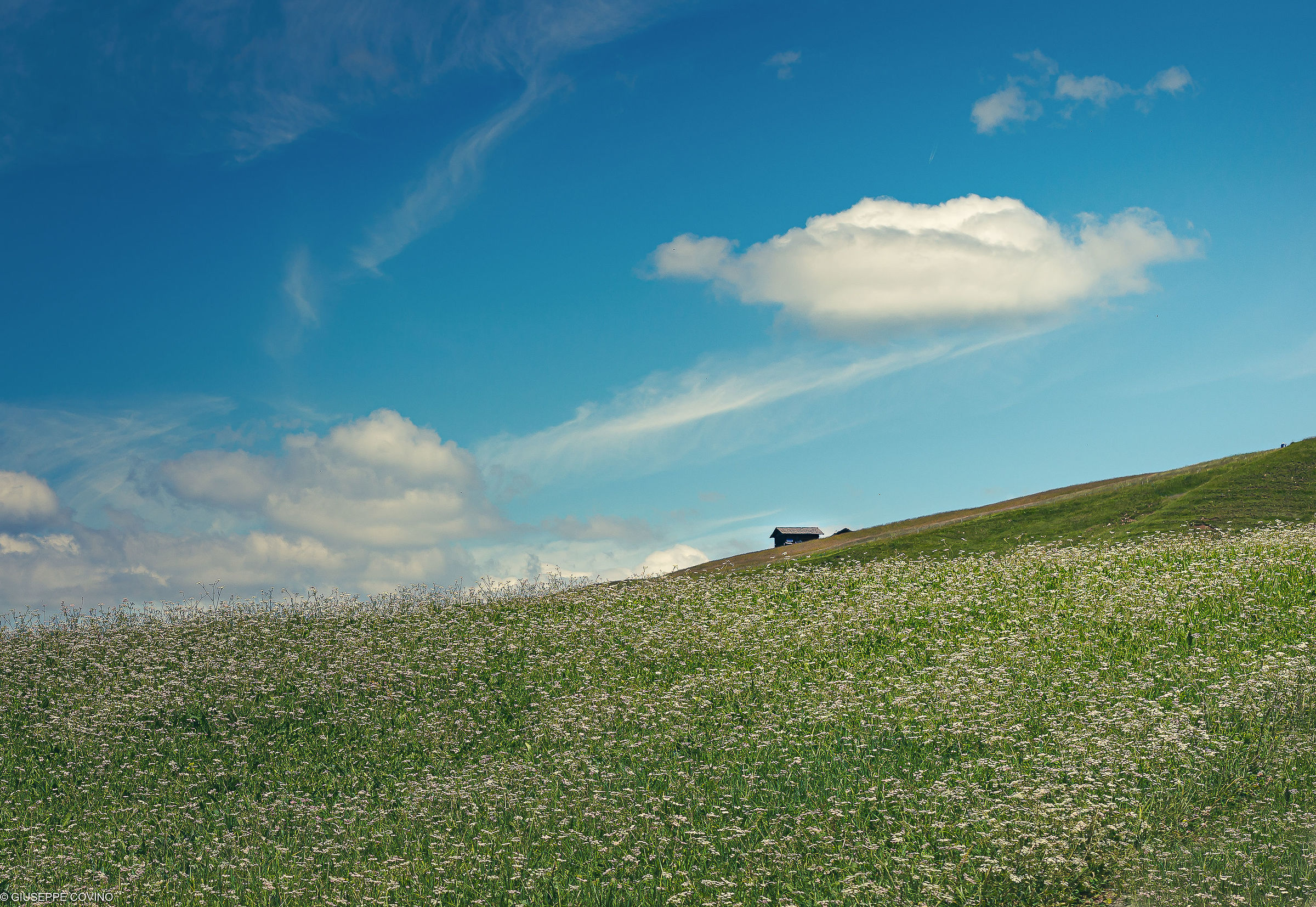 Flower meadows