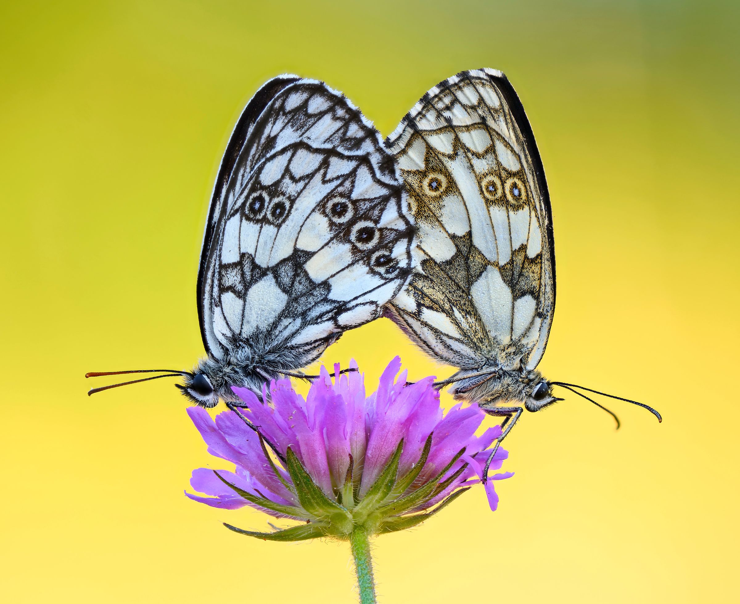 Melanargia galatea