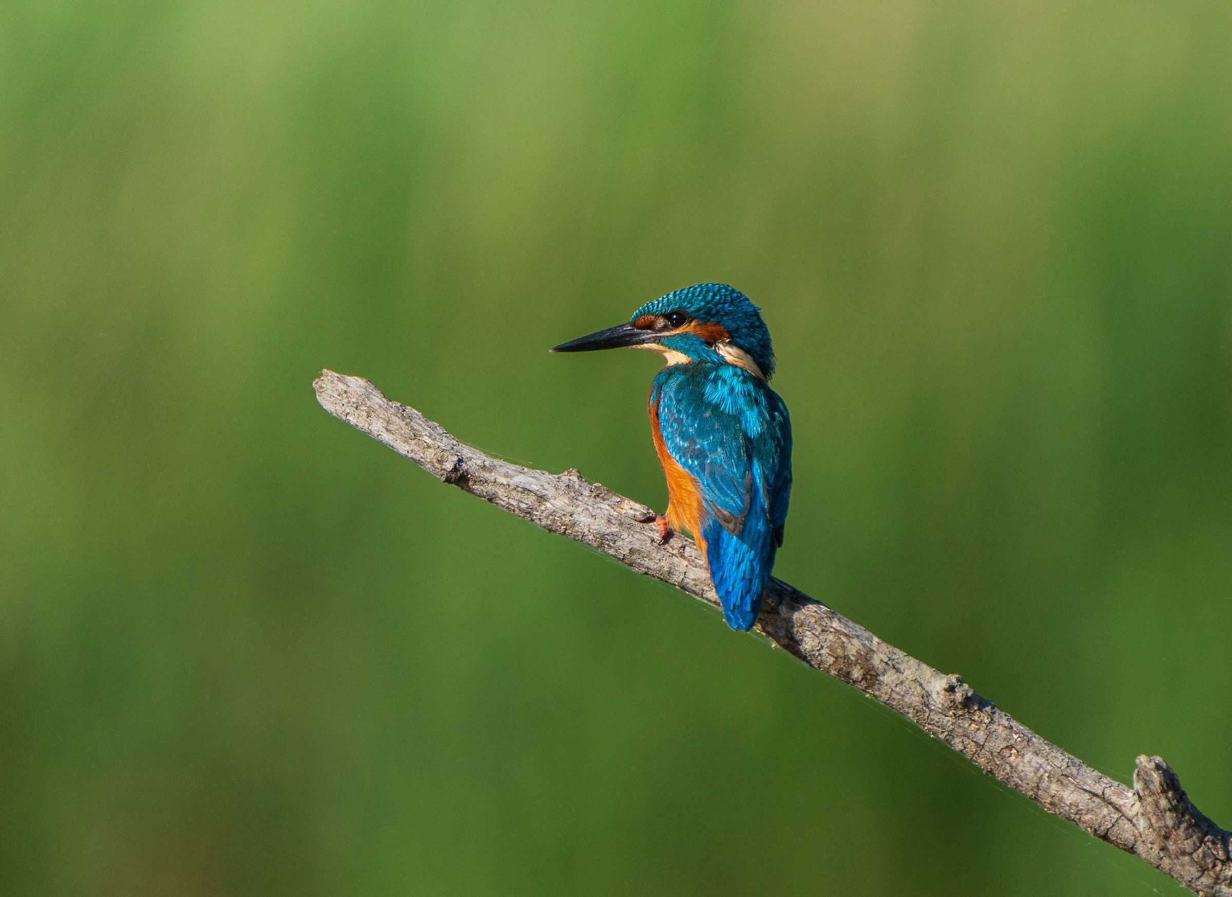 Martin pescatore e i suoi magnifici colori sgargianti