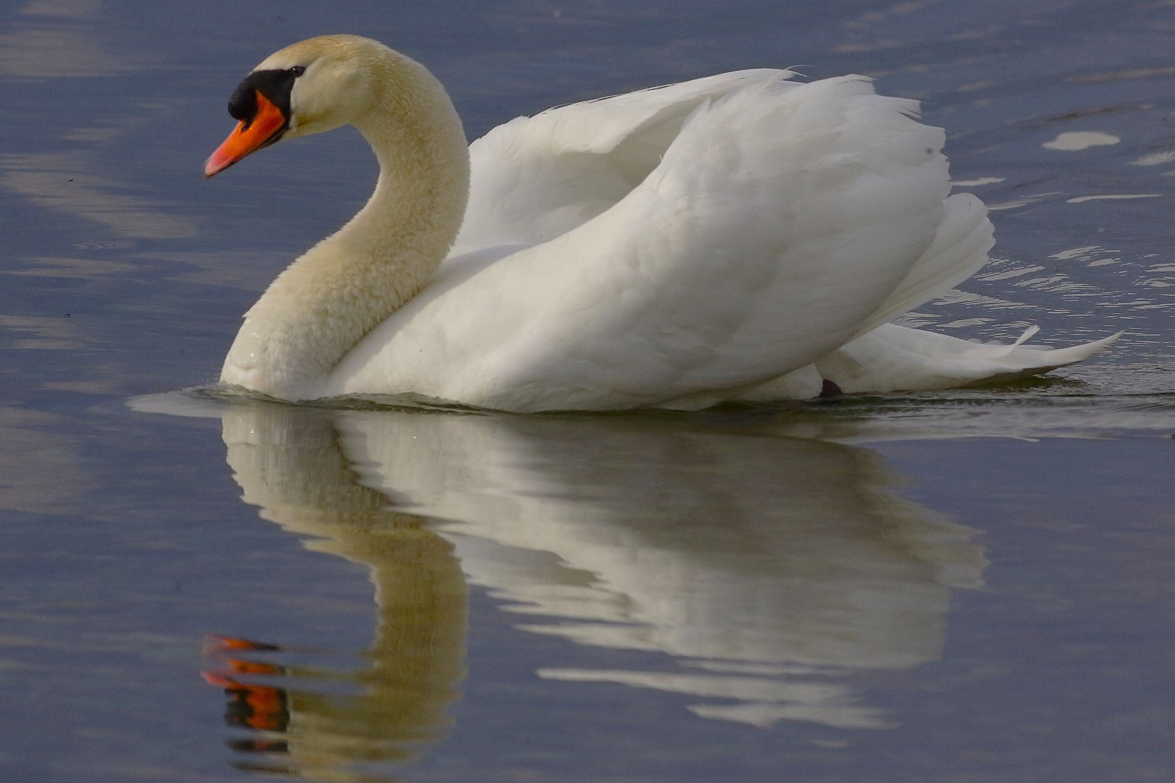 Cigno reale 02 aprile 2026