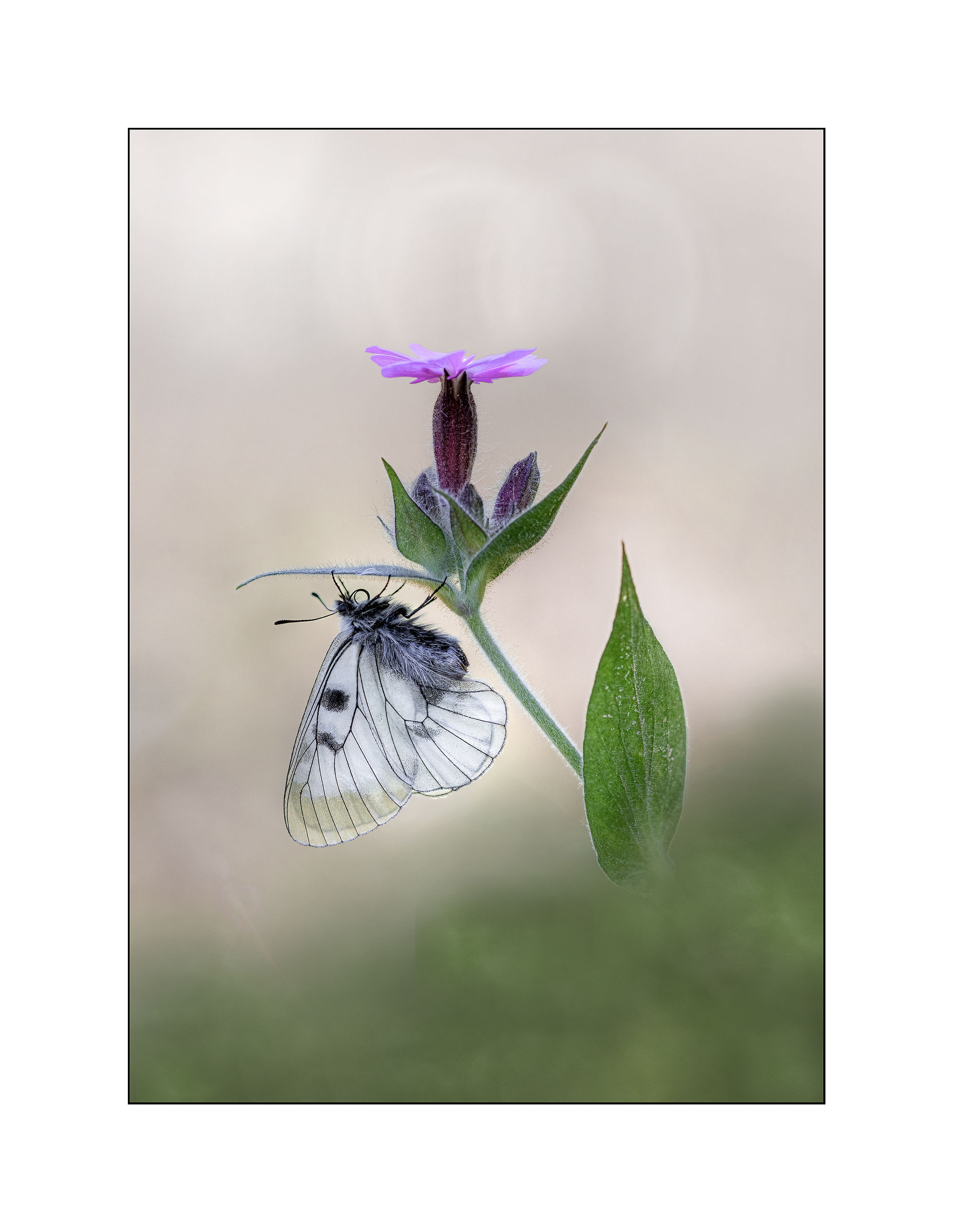 Parnassius Mnemosyne