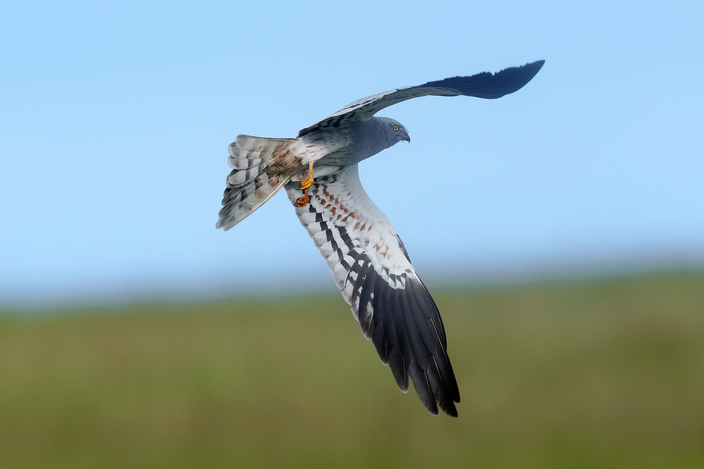 Montagu's Harrier in good light