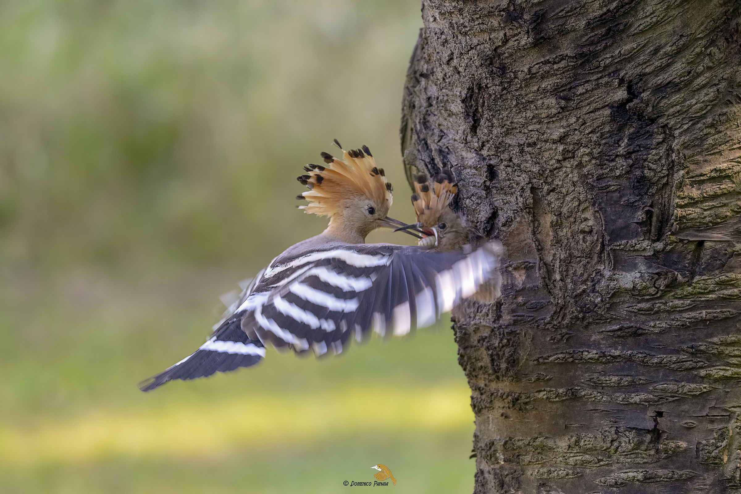 Hoopoe