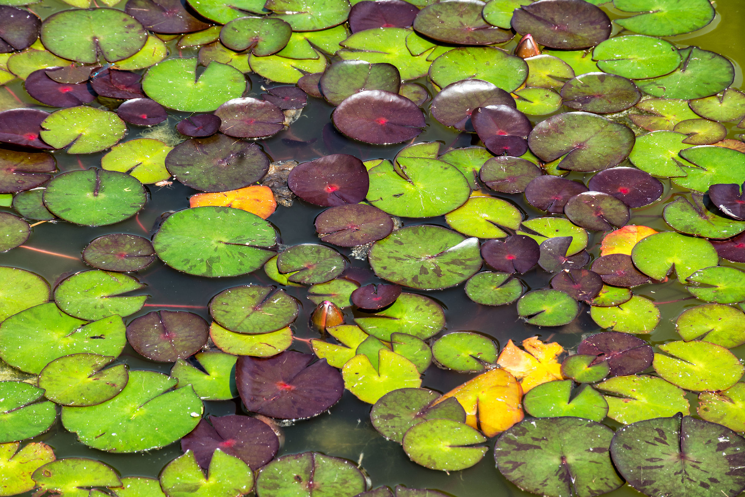 Water lily leaves