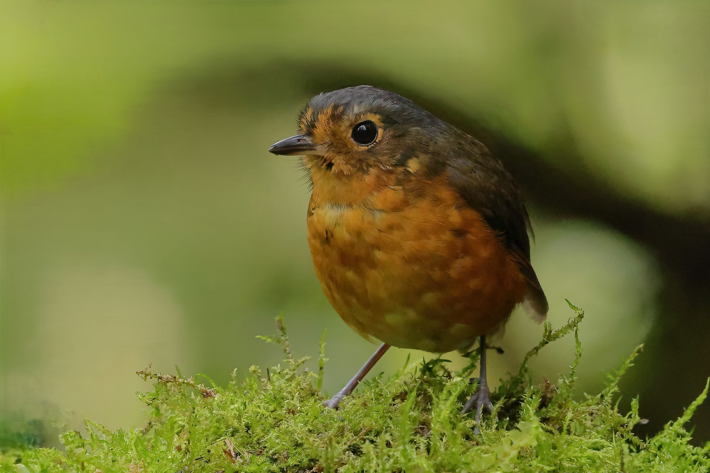 Pitta formichiera nana