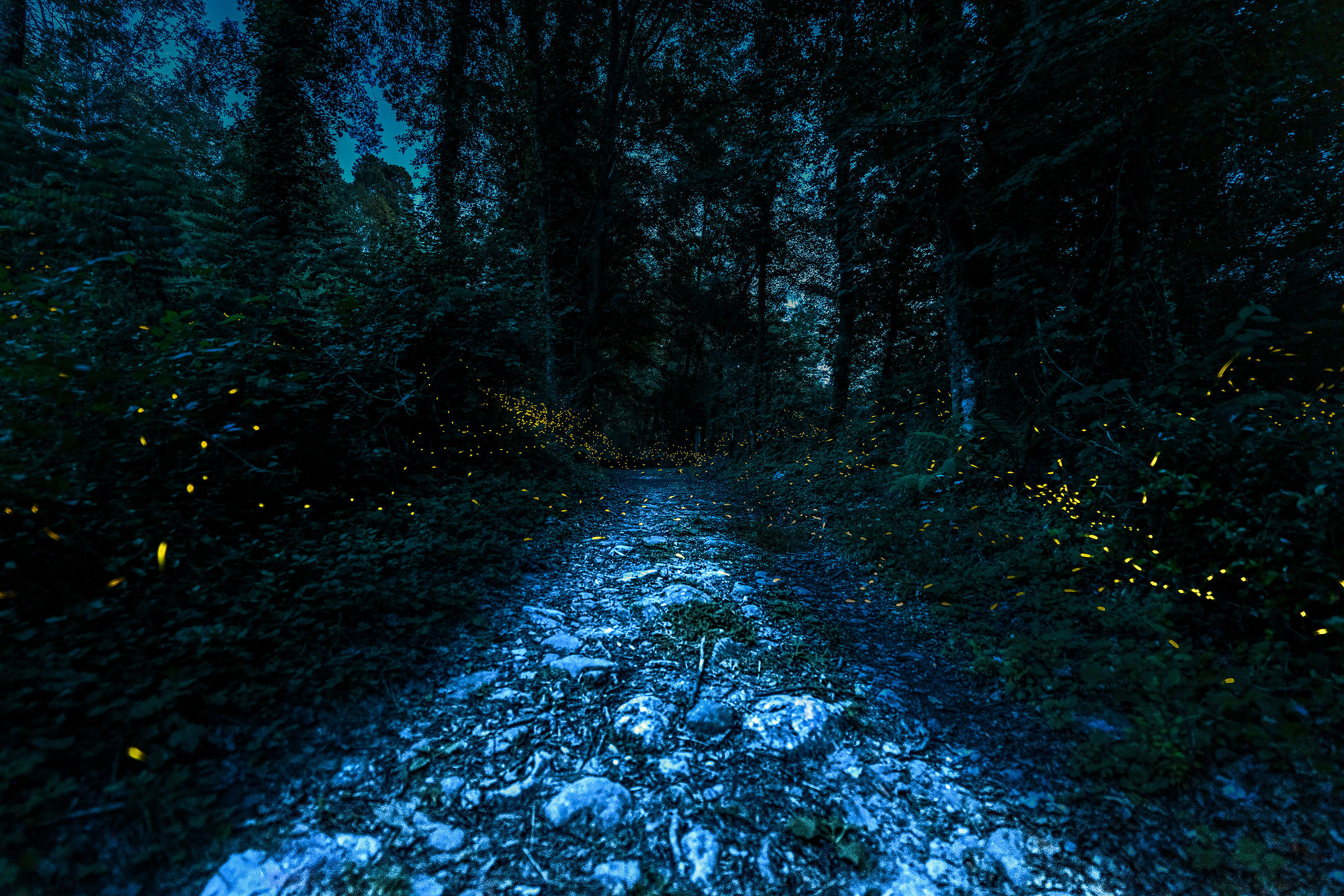 The Fairy Path