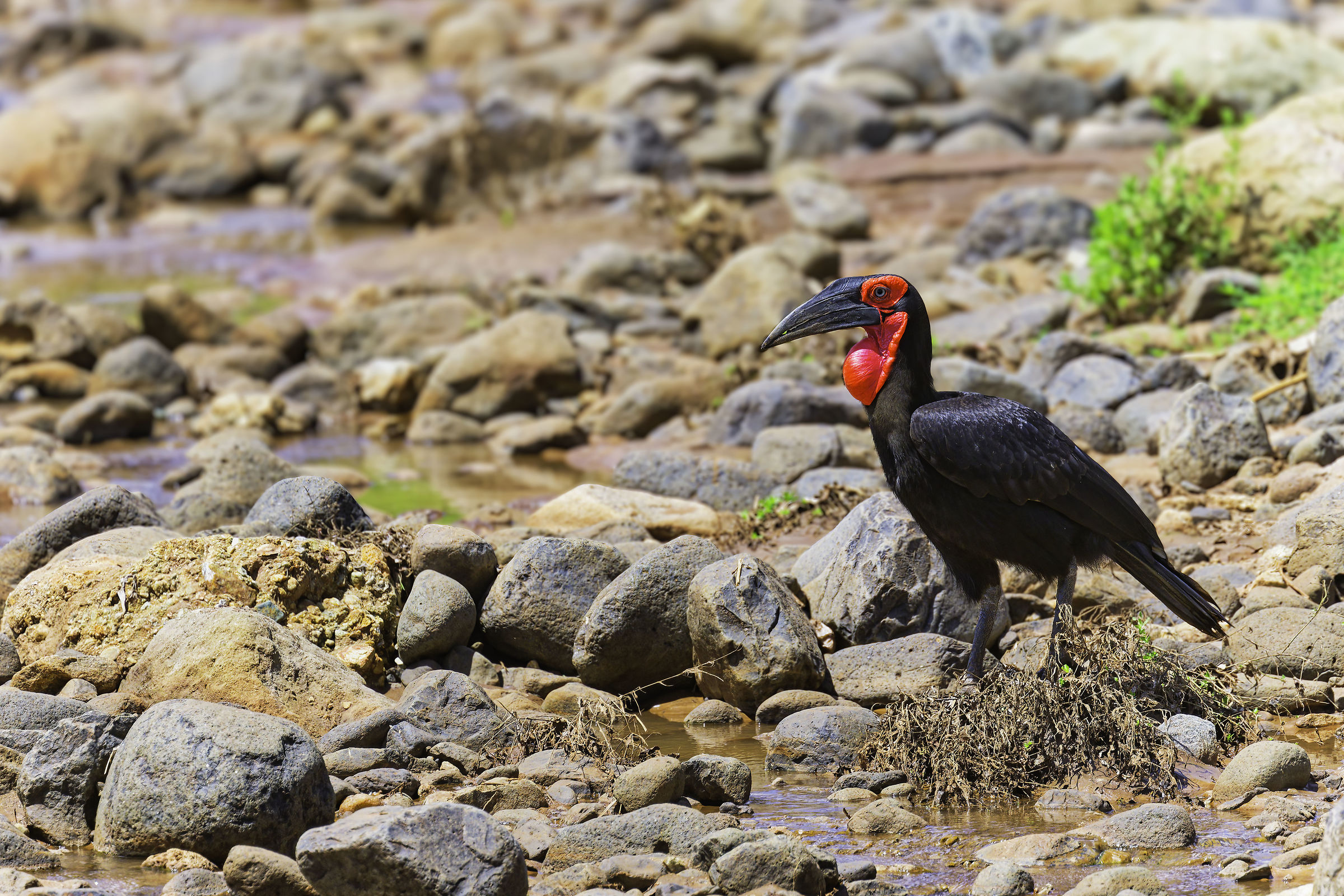 Bucorvo cafro (Bucorvus leadbeateri)