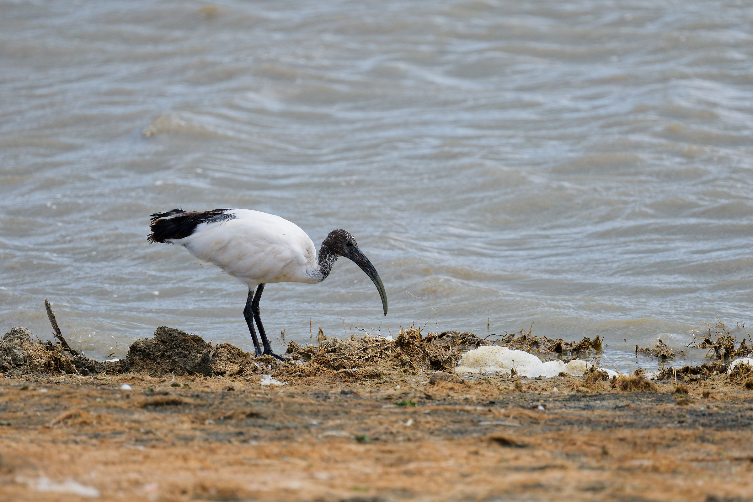 Ibis sacro (Threskiornis aethiopicus)