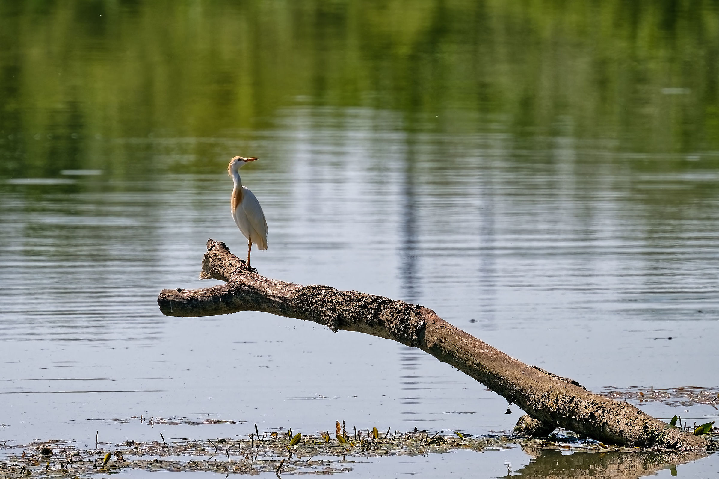 Airone guardabuoi (Bubulcus ibis)