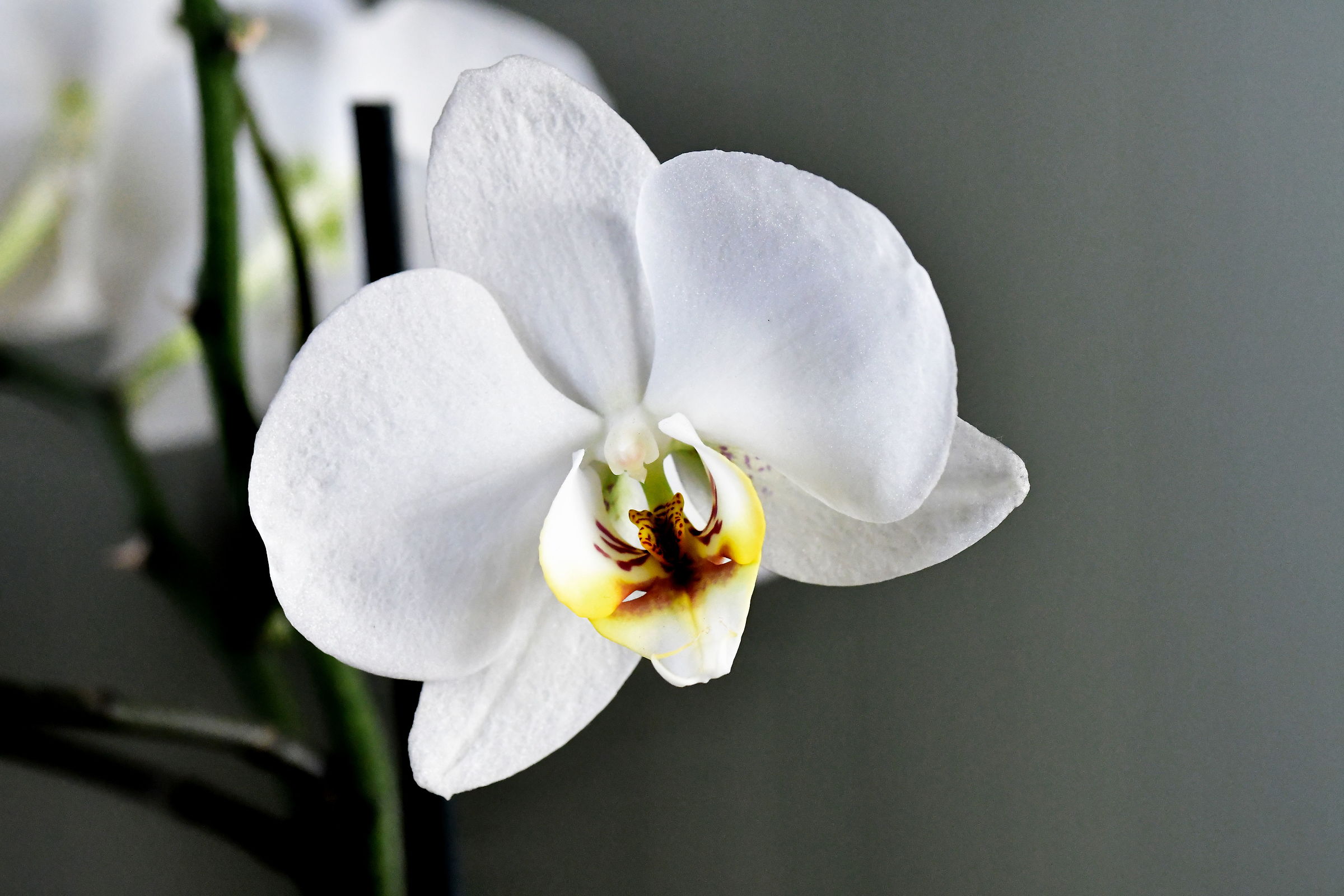 Orchid