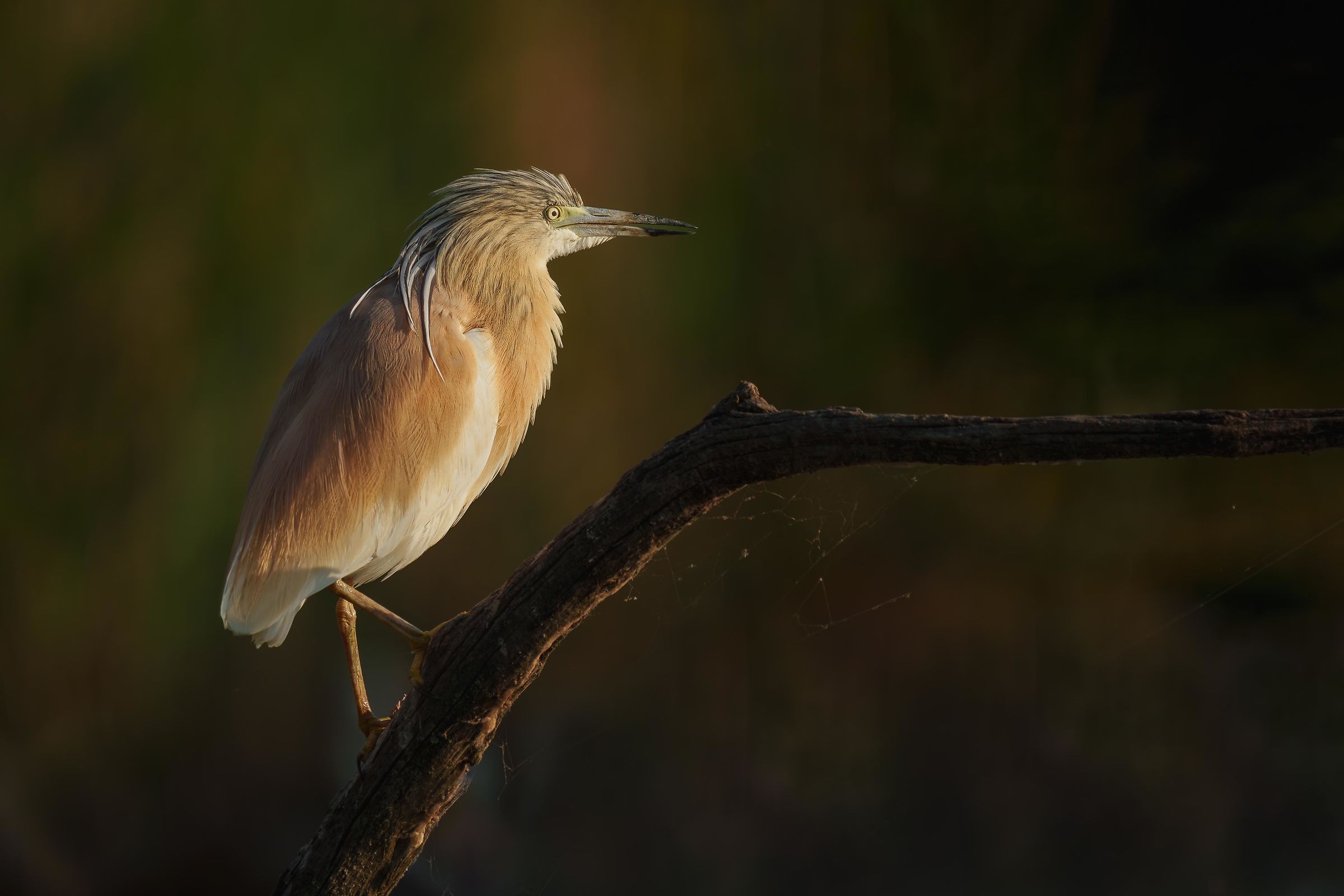 tufted heron