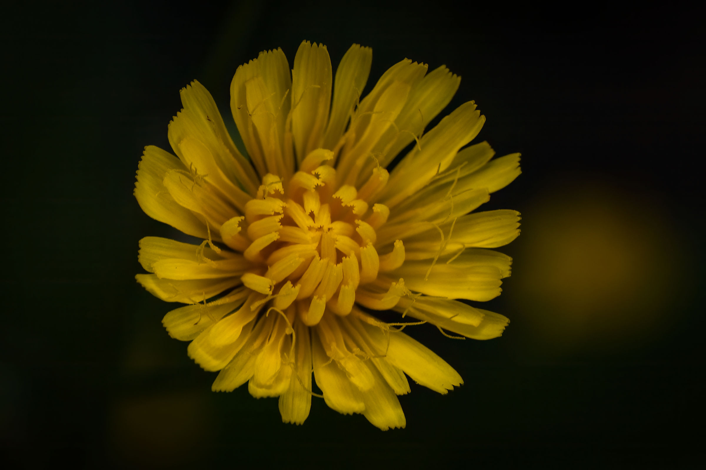 Dandelion