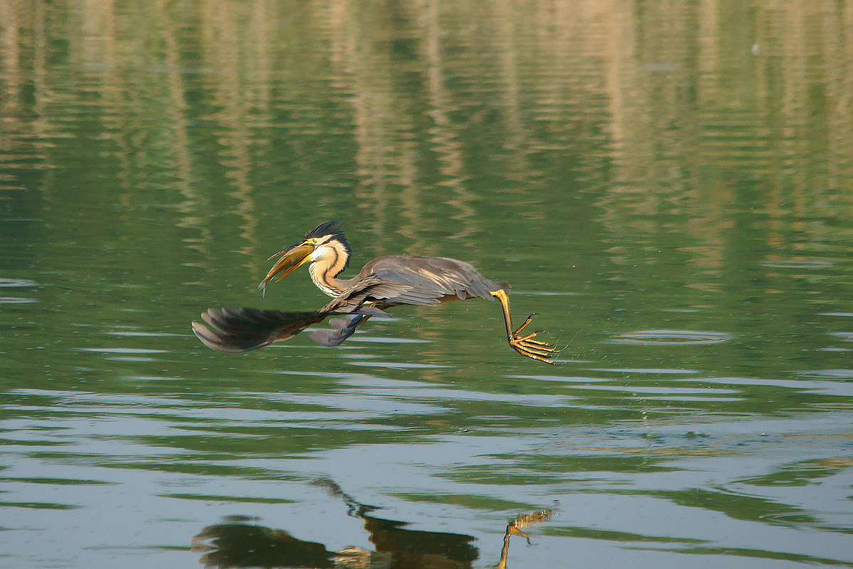 At home to picnic ..