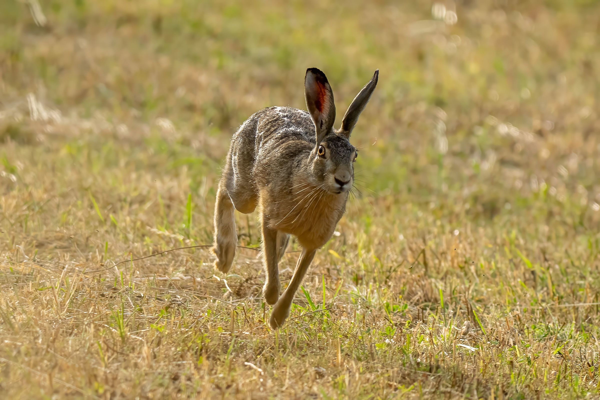 A great career...... towards me - Common hare