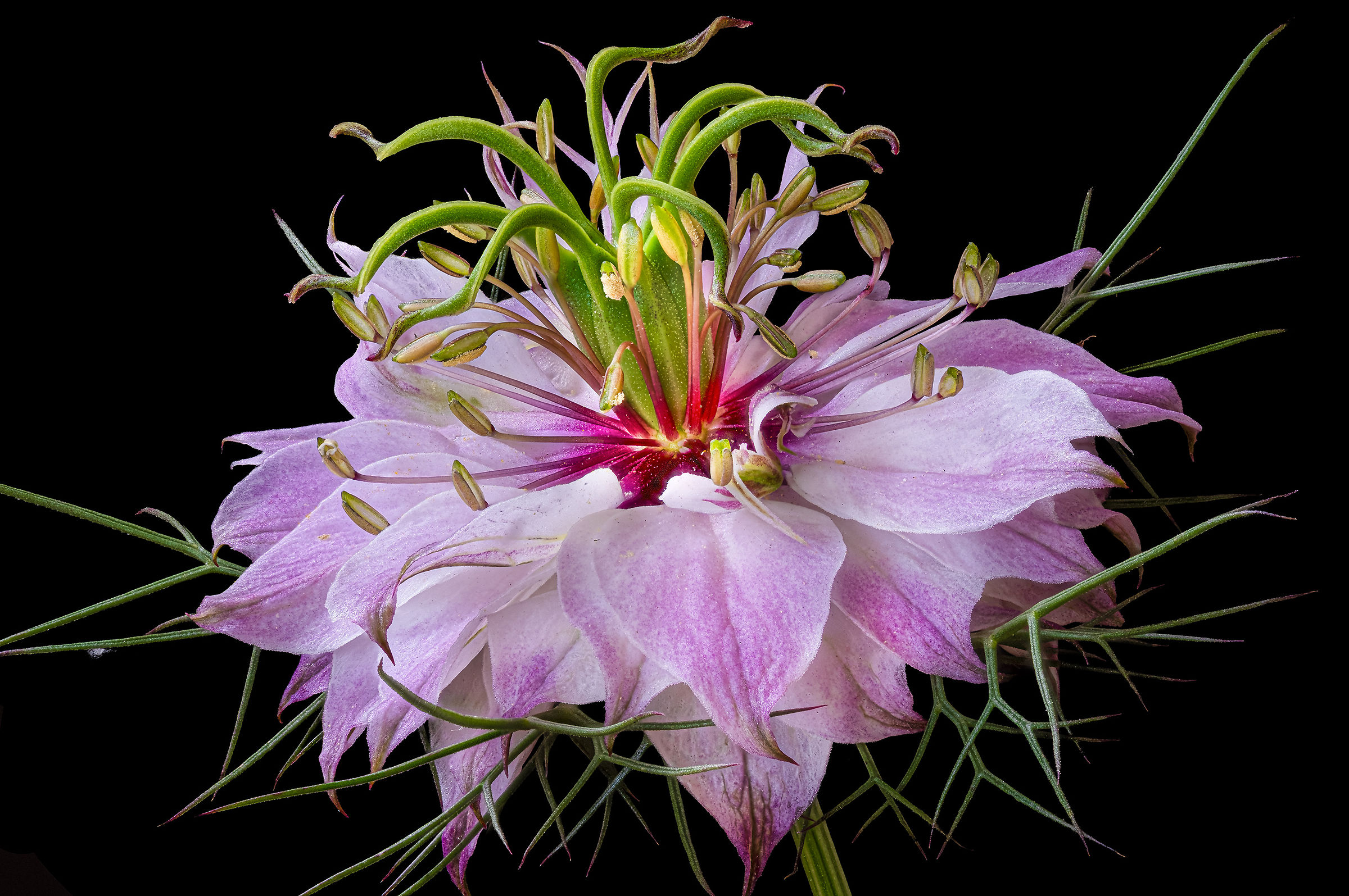Nigella