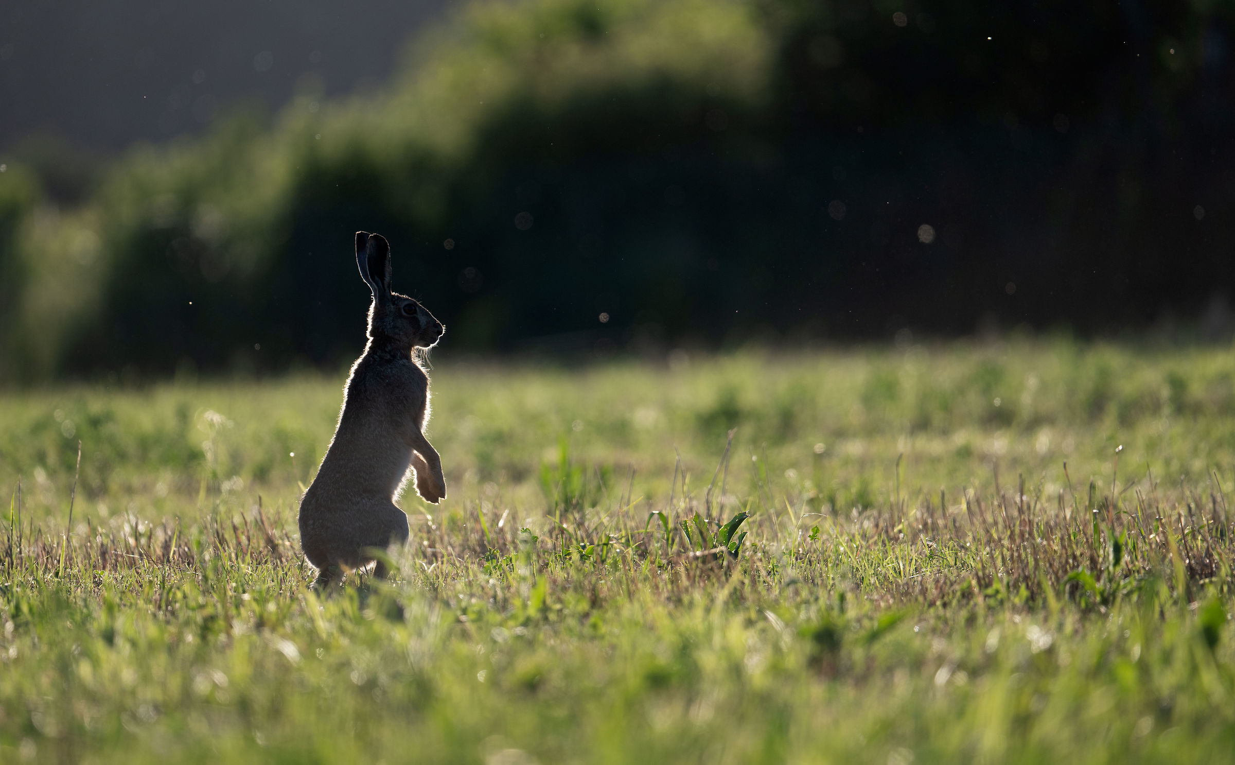 Hare backlit