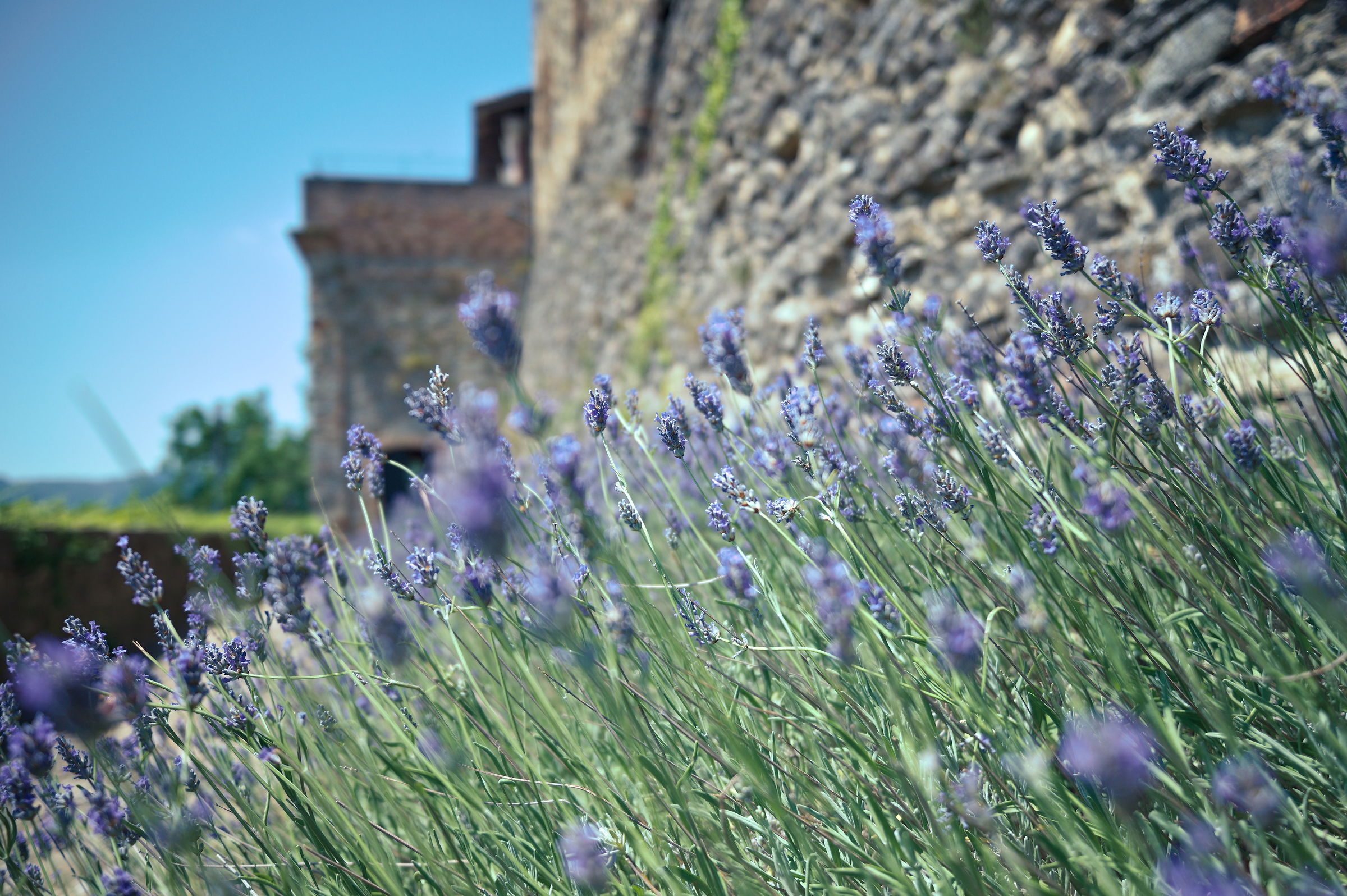 Rosemary - Castello dal Verme - Zavattarello