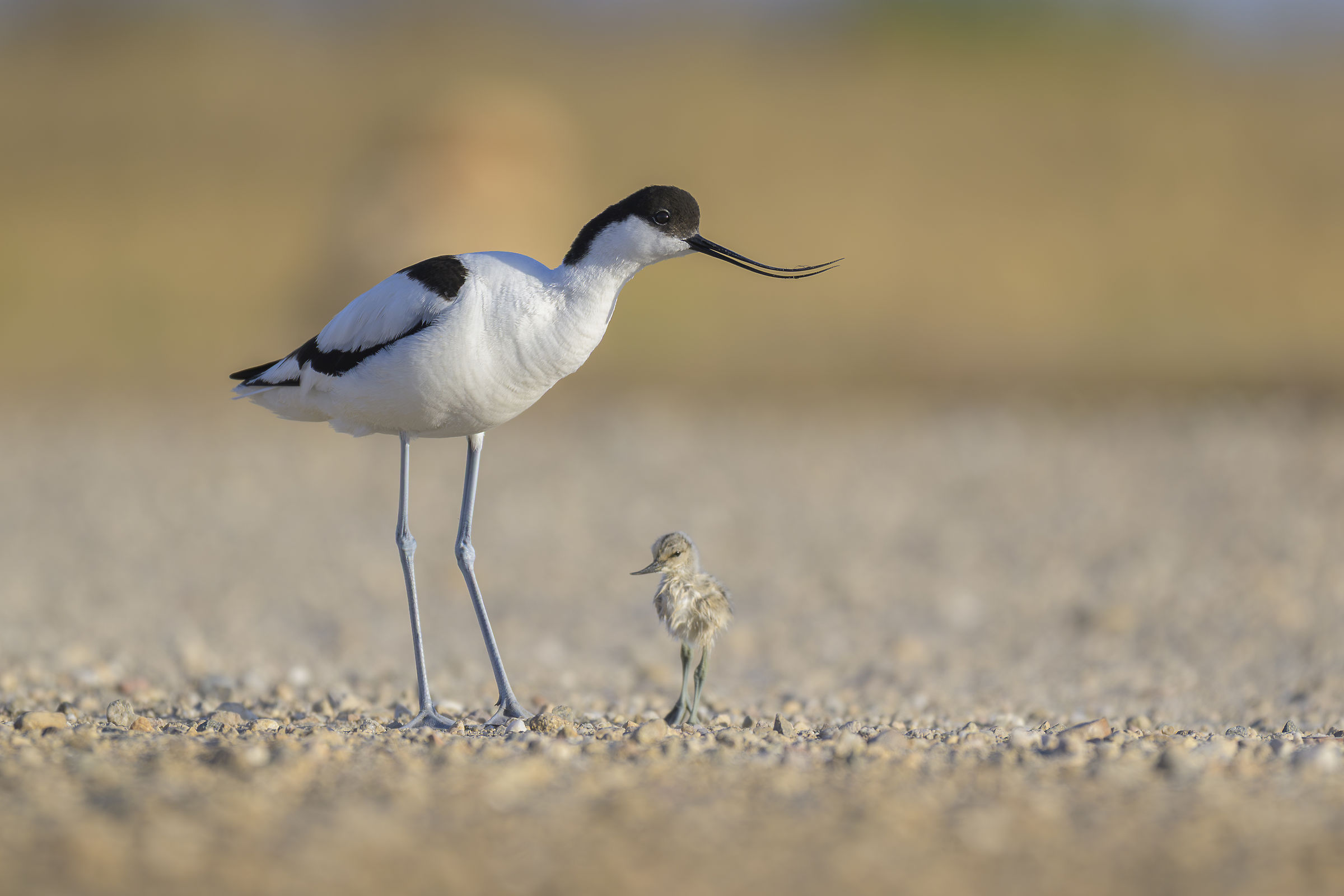 Avocetta