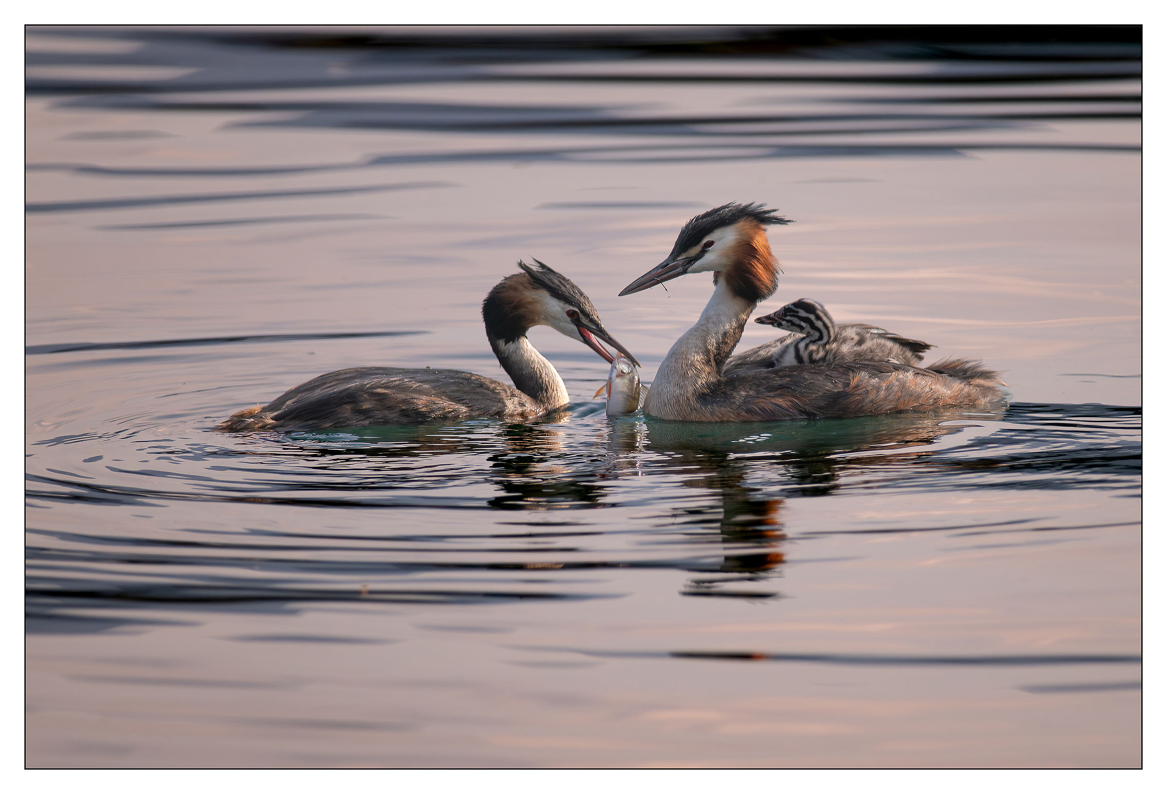 Grebe, Grebe and Grebe