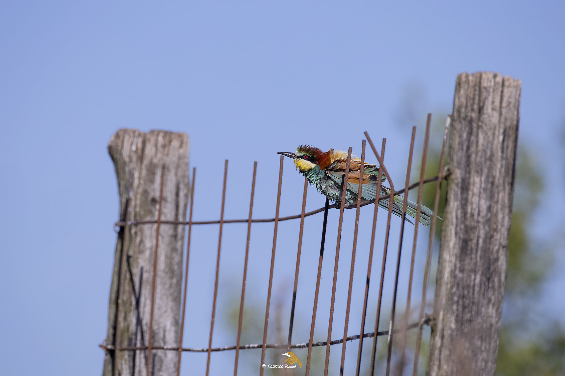 bee-eater