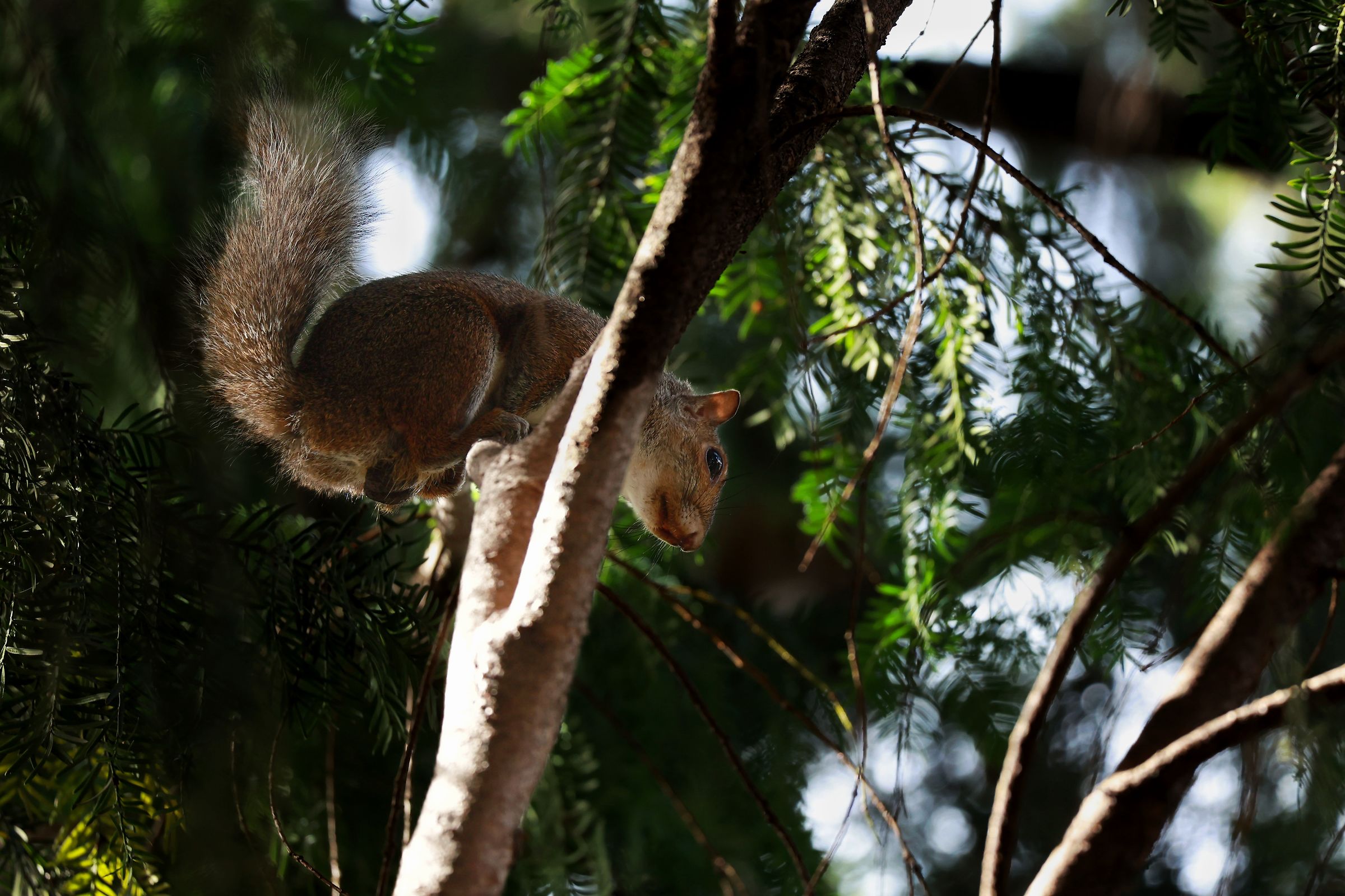 Squirrel