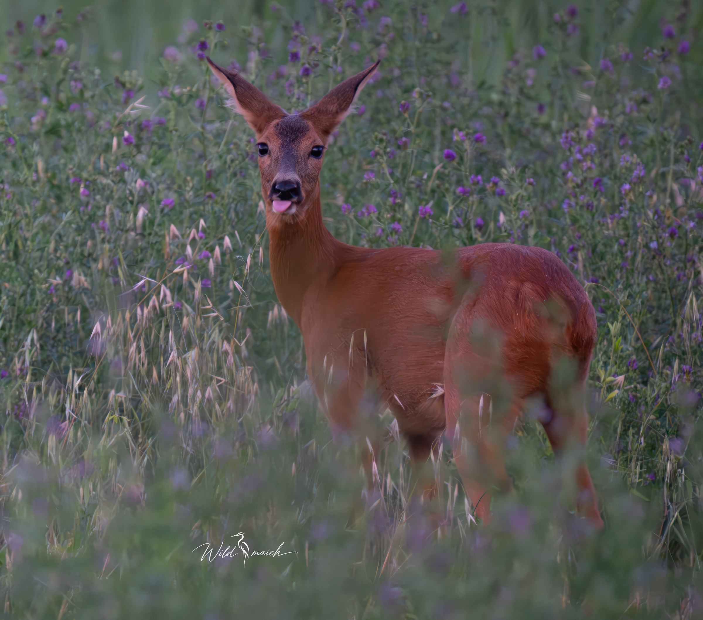 Capriolo femmina linguaccia