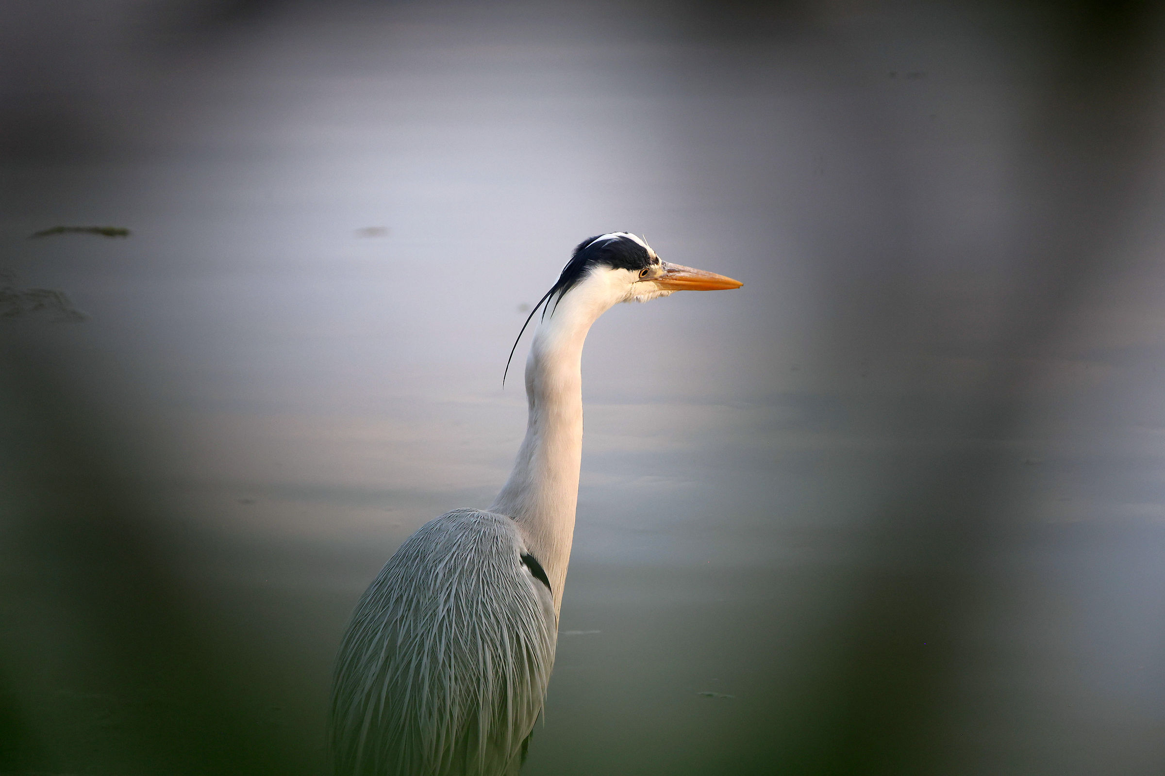 Grey Heron