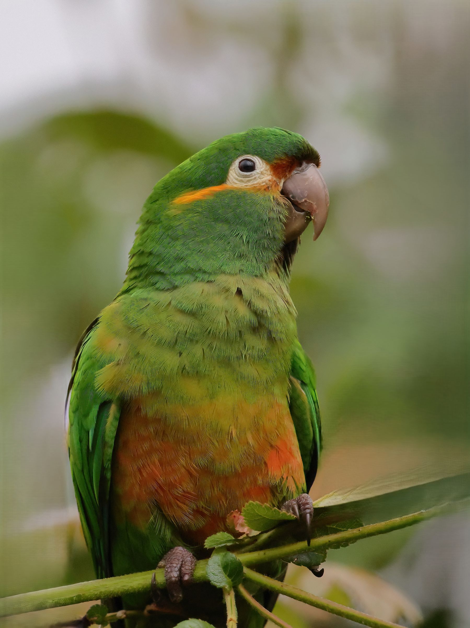 Parrocchetto piumedorate