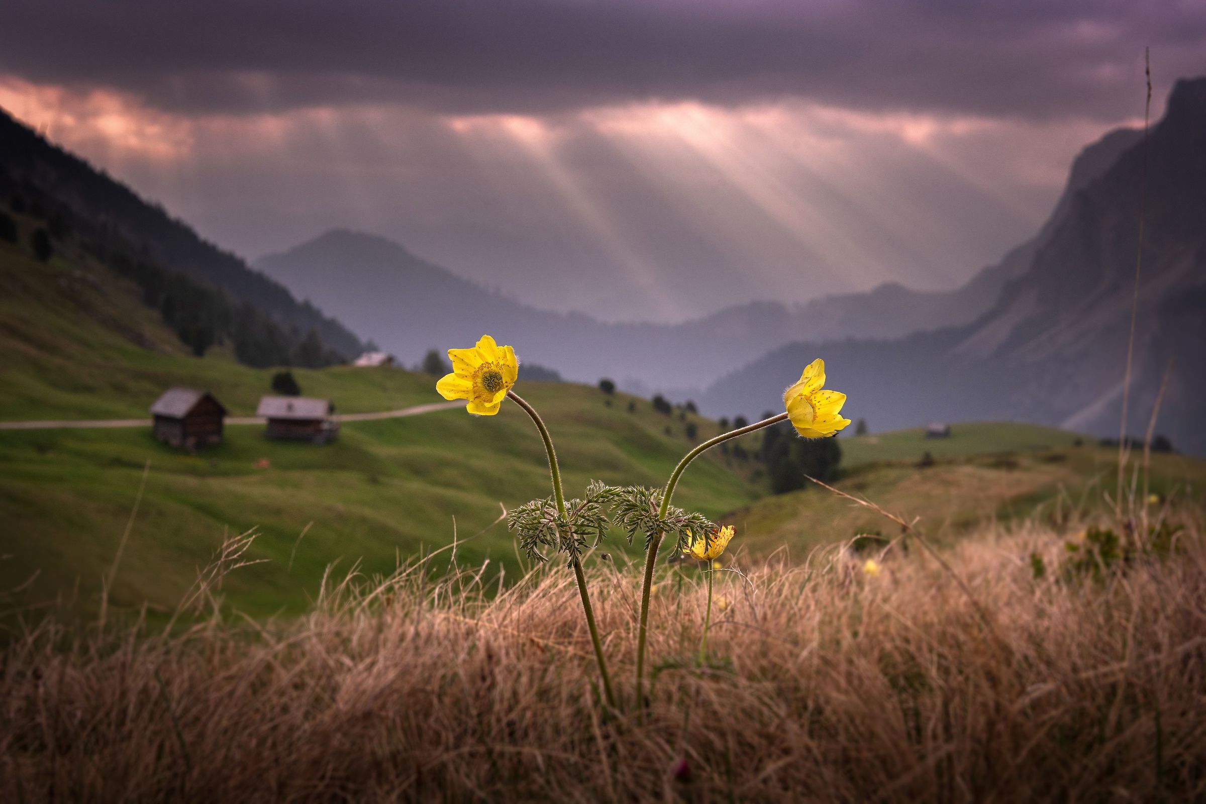 2 di fiori