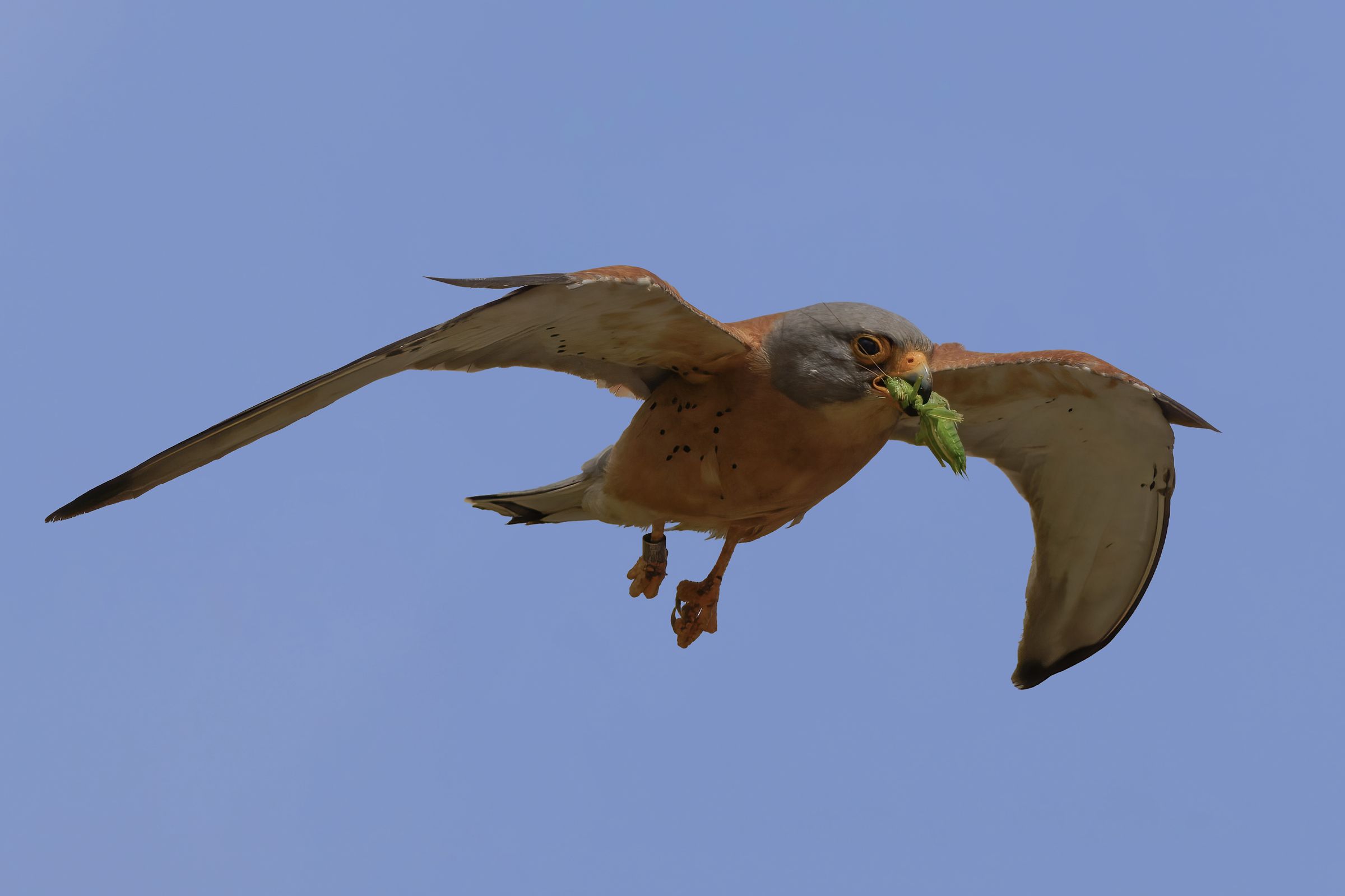 Falco Grillaio