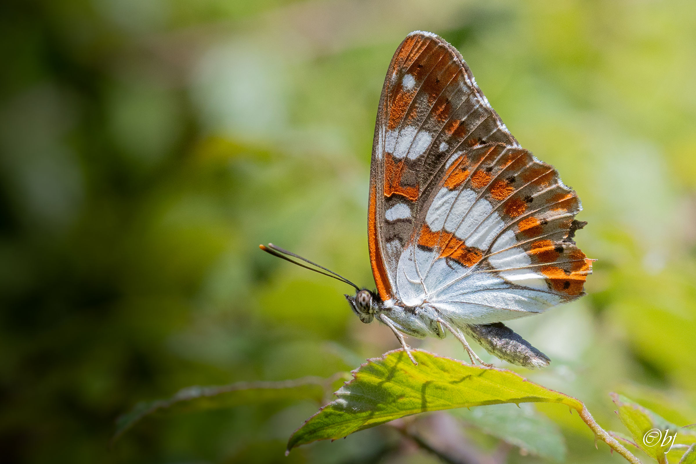 Limenitis reducta
