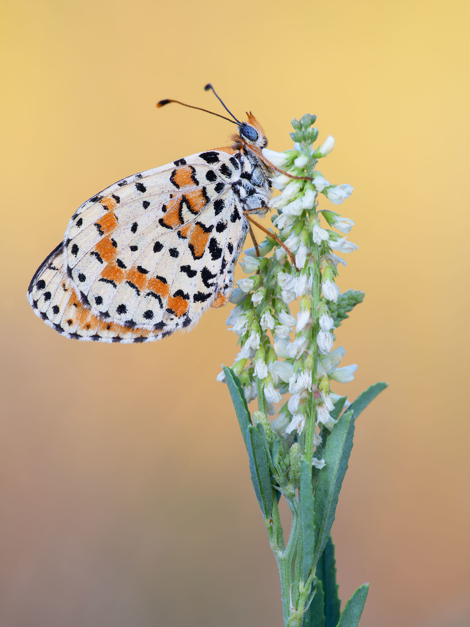Melitaea didyma