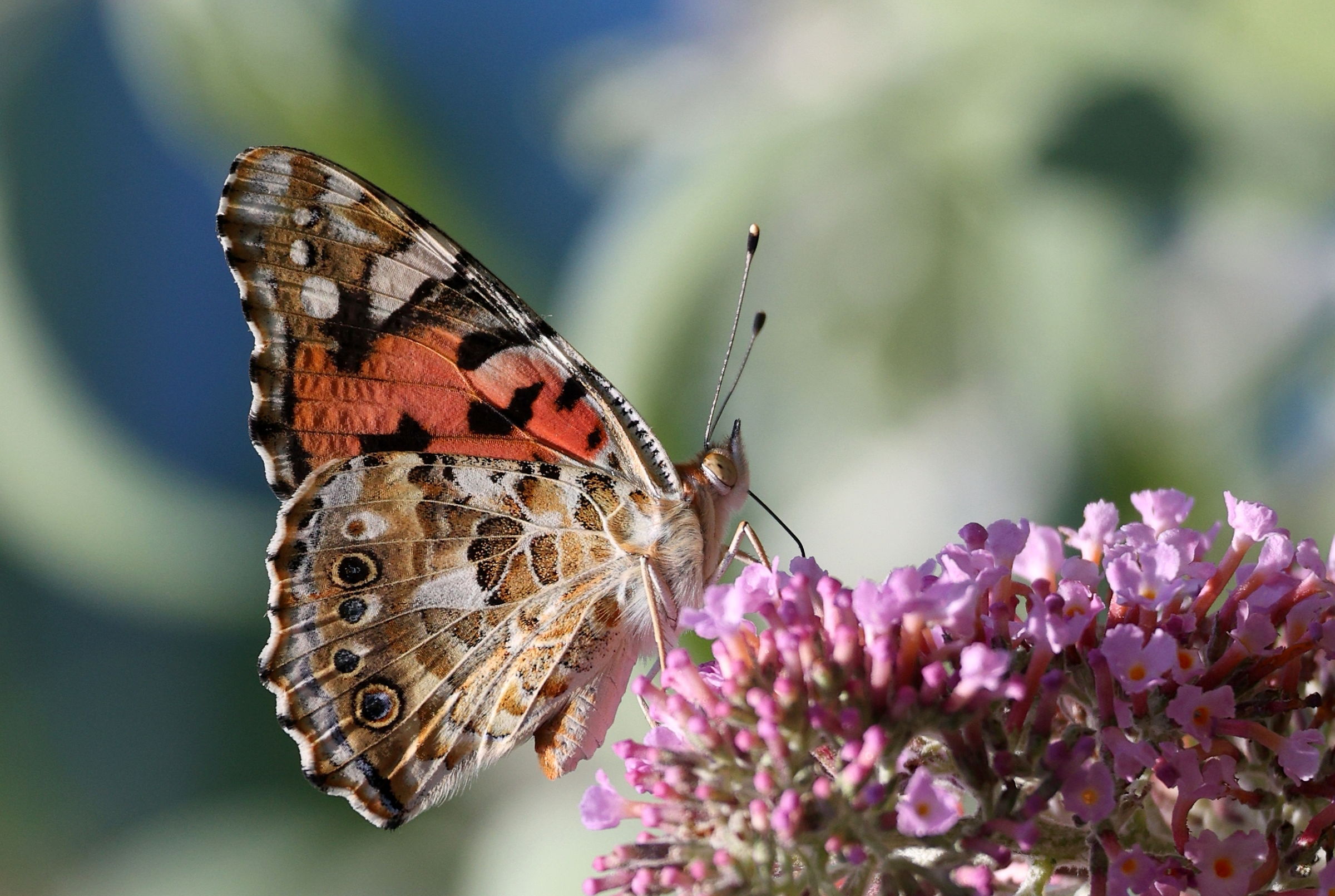 Vanessa Cardui