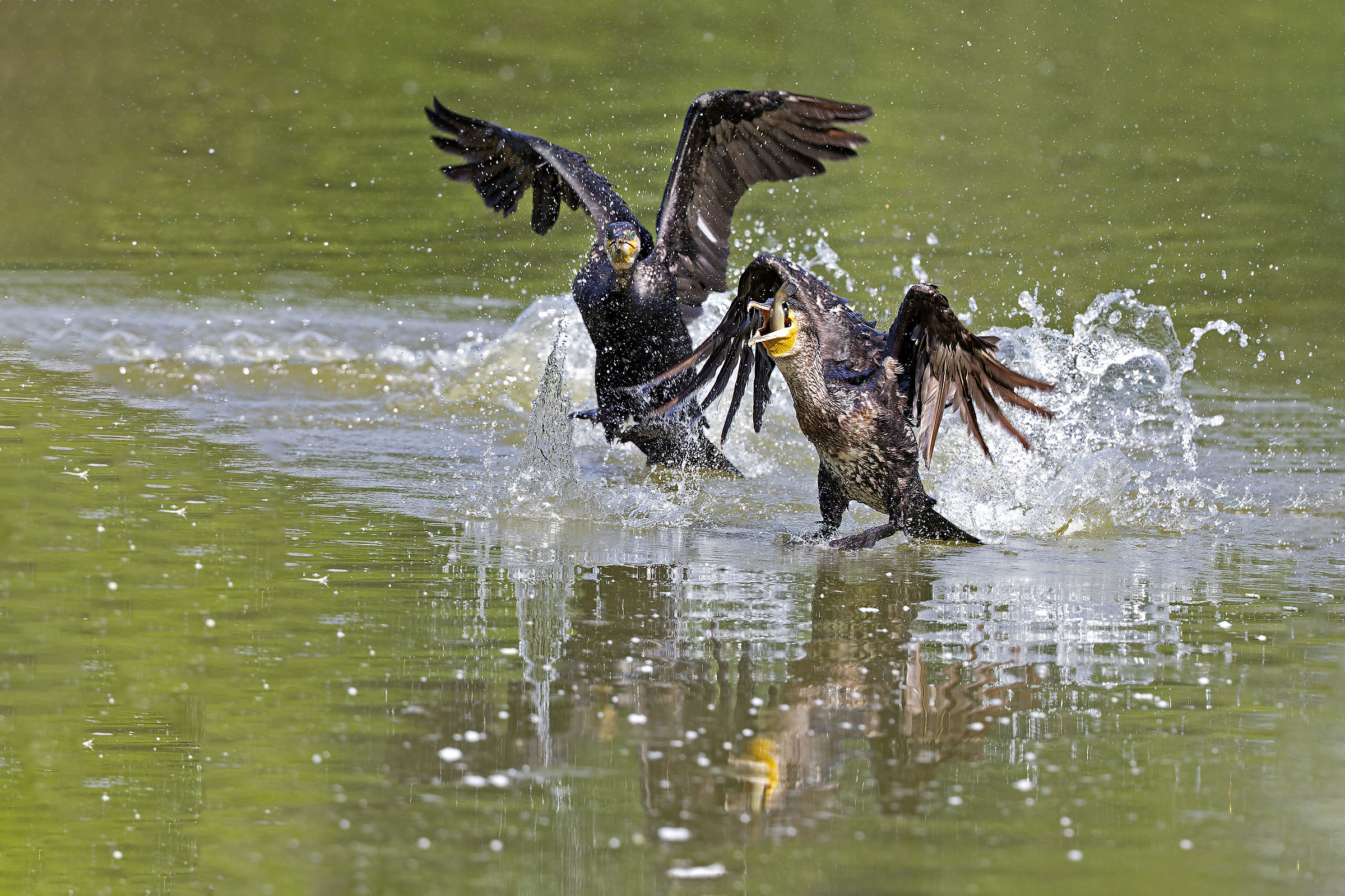 Cormorani