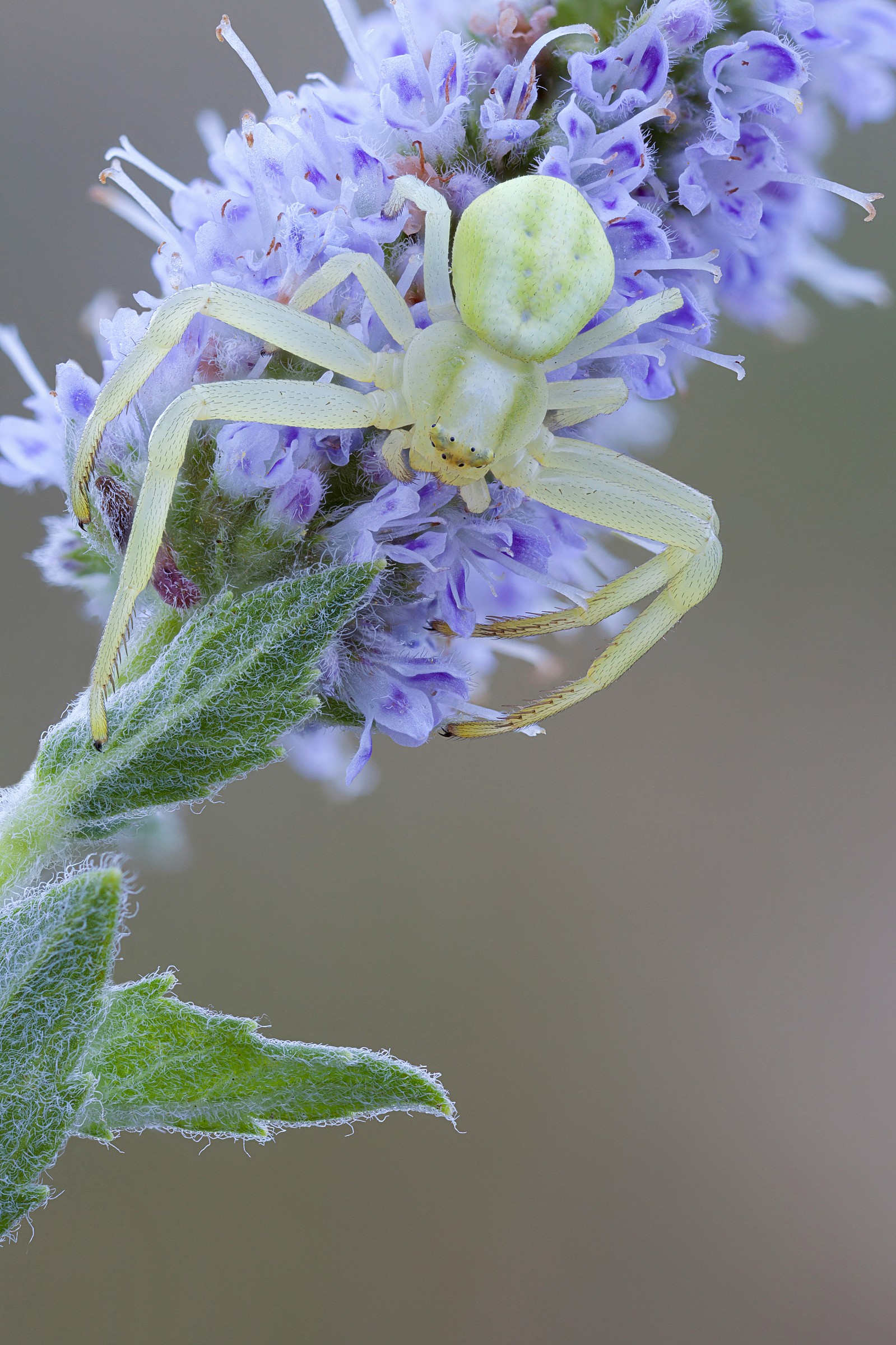 Crab spider on wild mint