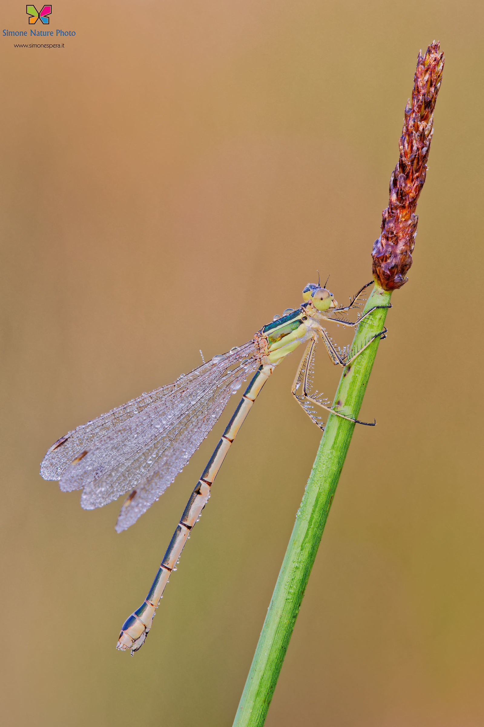 Lestes barbarus