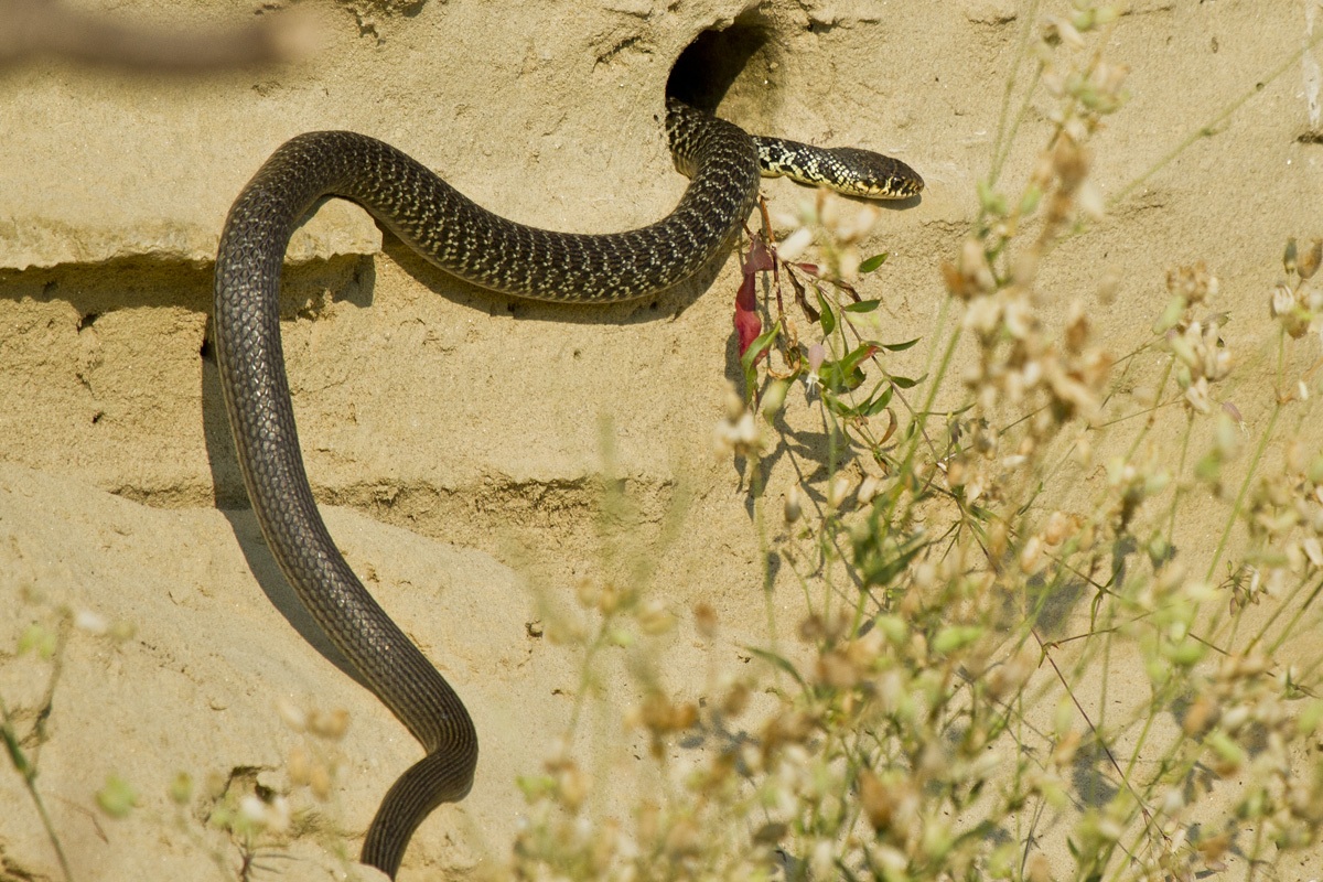 Alla prossima.......... forse mangerò domani