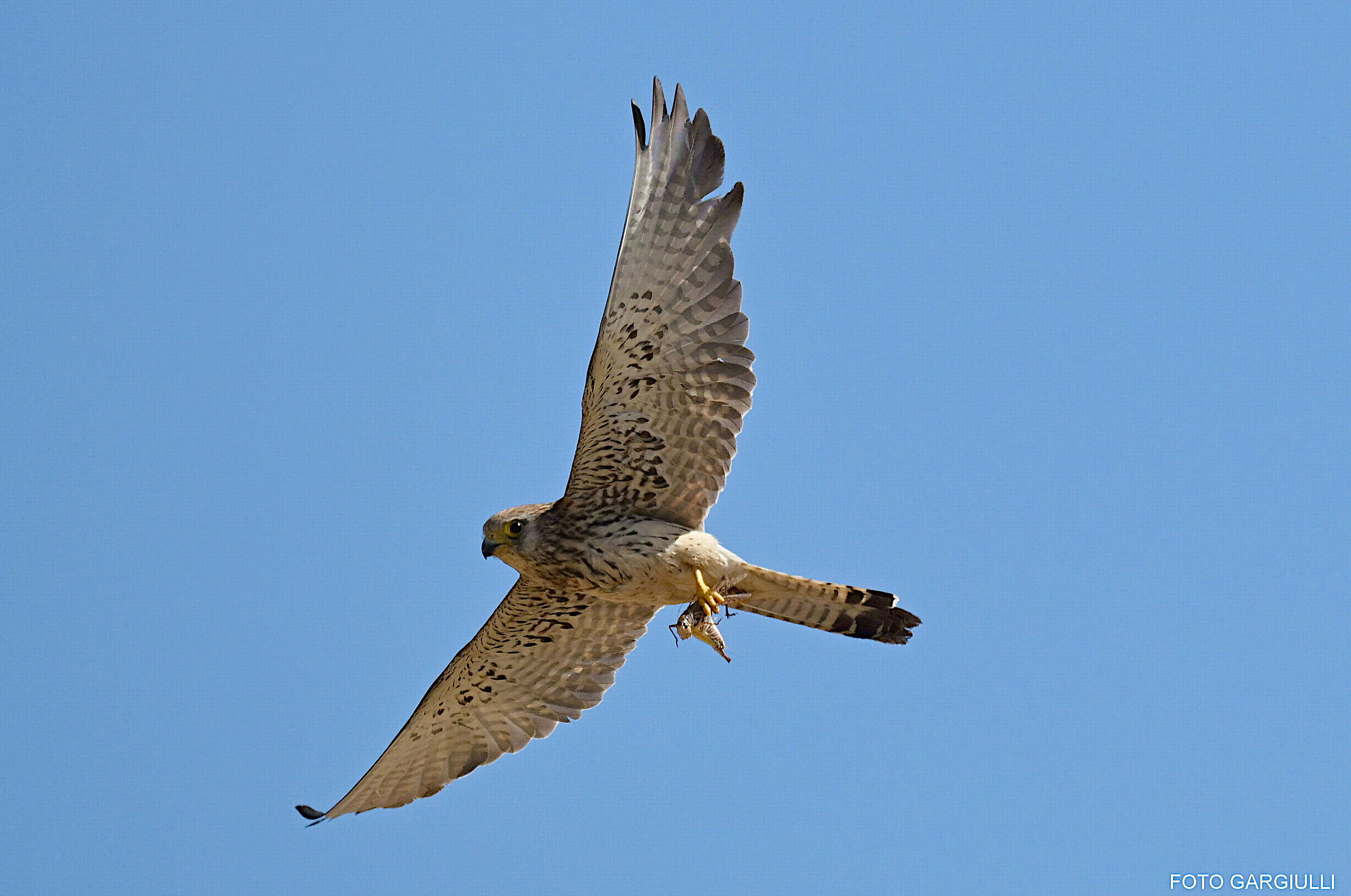 Female lesser kestrel with prey
