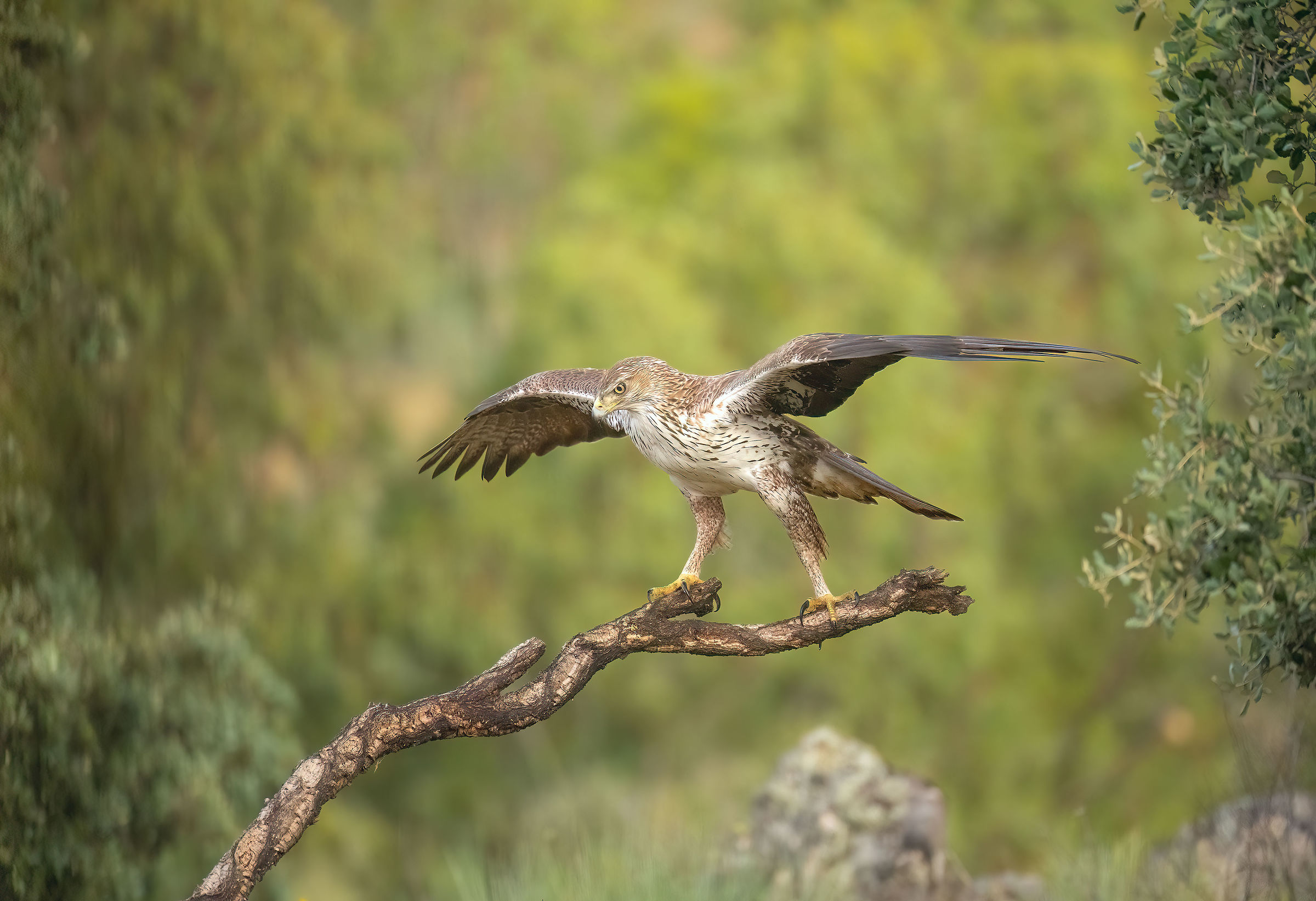 aquila di Bonelli