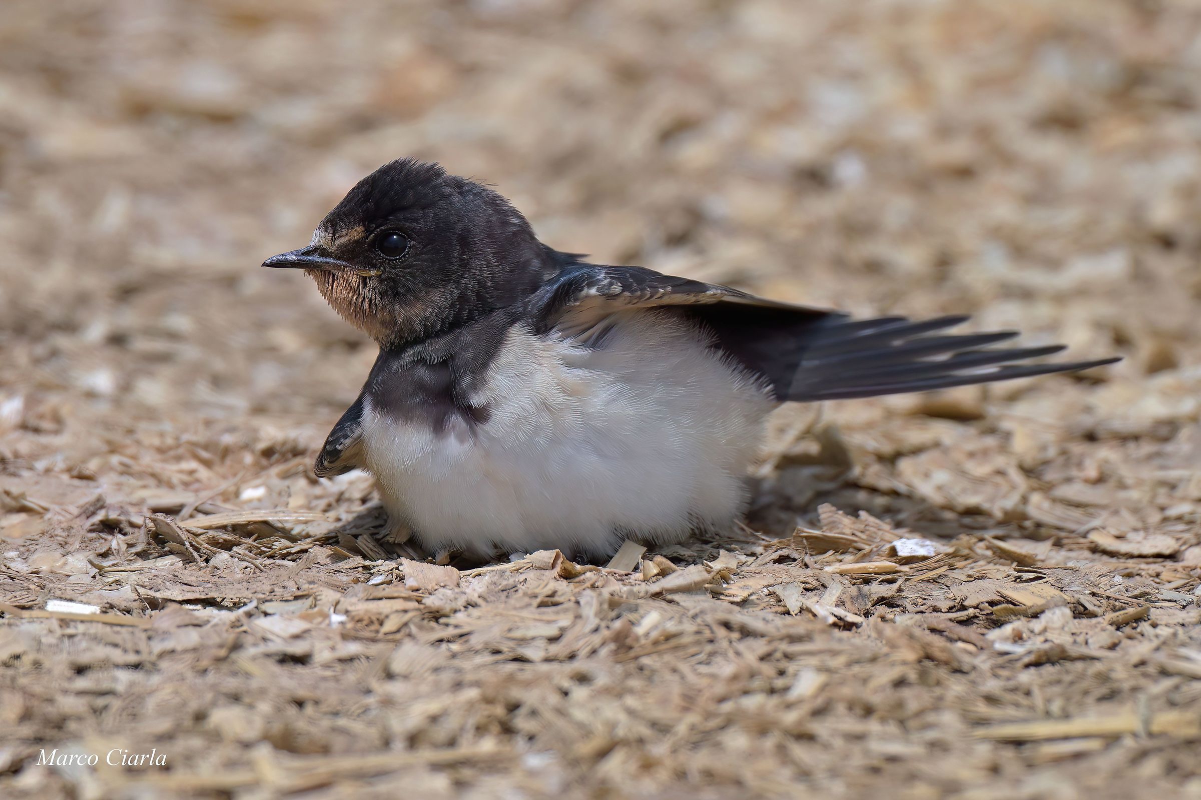 Rondine comune (Hirundo rustica)